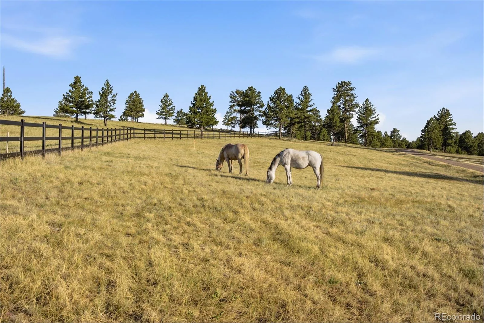 47682 Knibbe Court Parker CO 80138 | MLS #REC7823012 08012026210141 1600 18