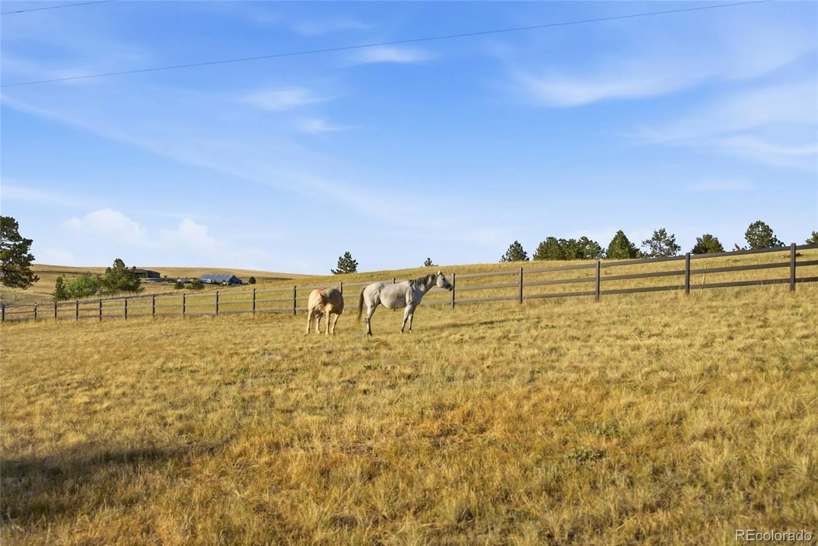 47682 Knibbe Court Parker CO 80138 | MLS #REC7823012 08012026210141 1600 19