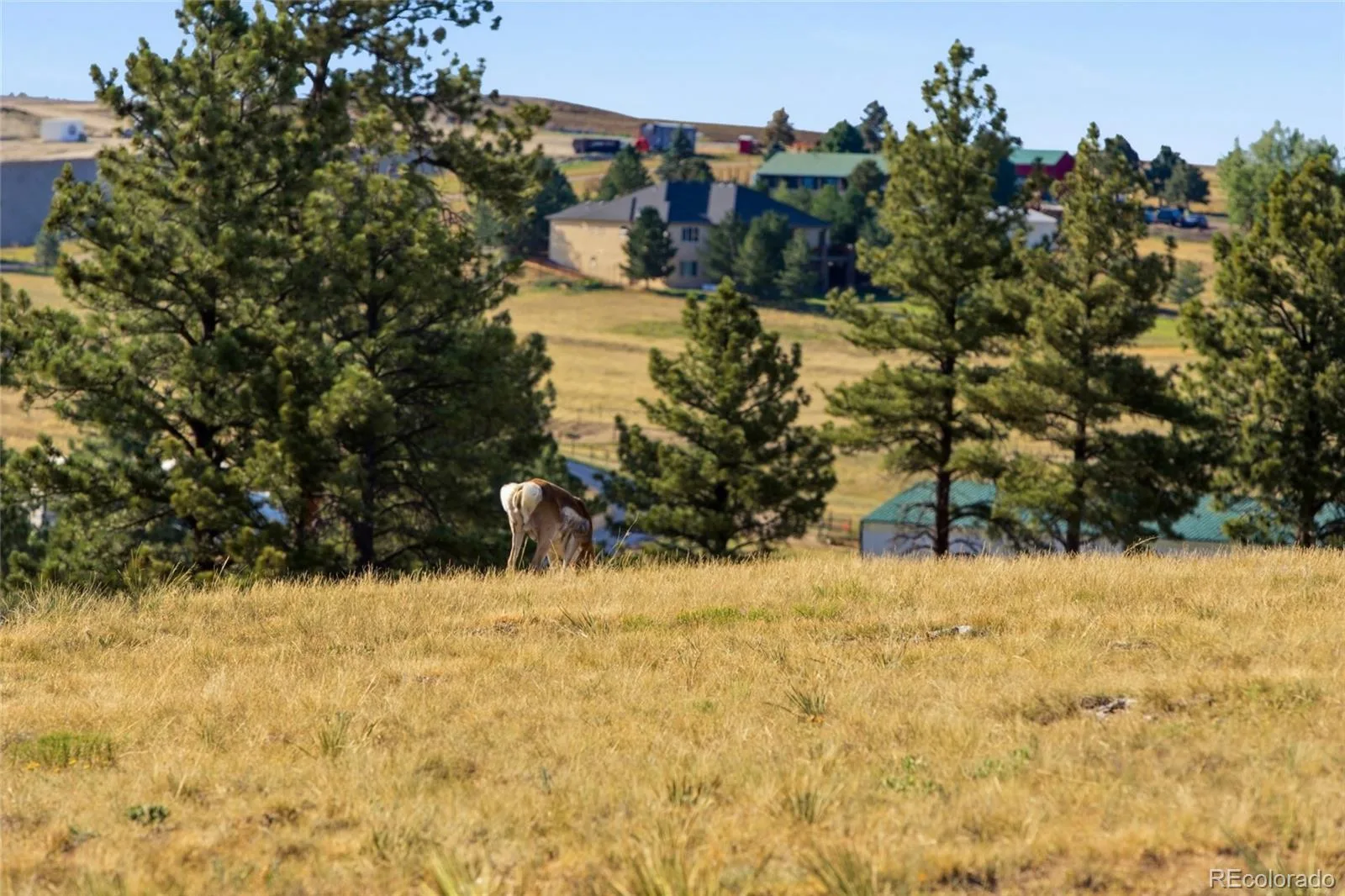 47682 Knibbe Court Parker CO 80138 | MLS #REC7823012 08012026210141 1600 37