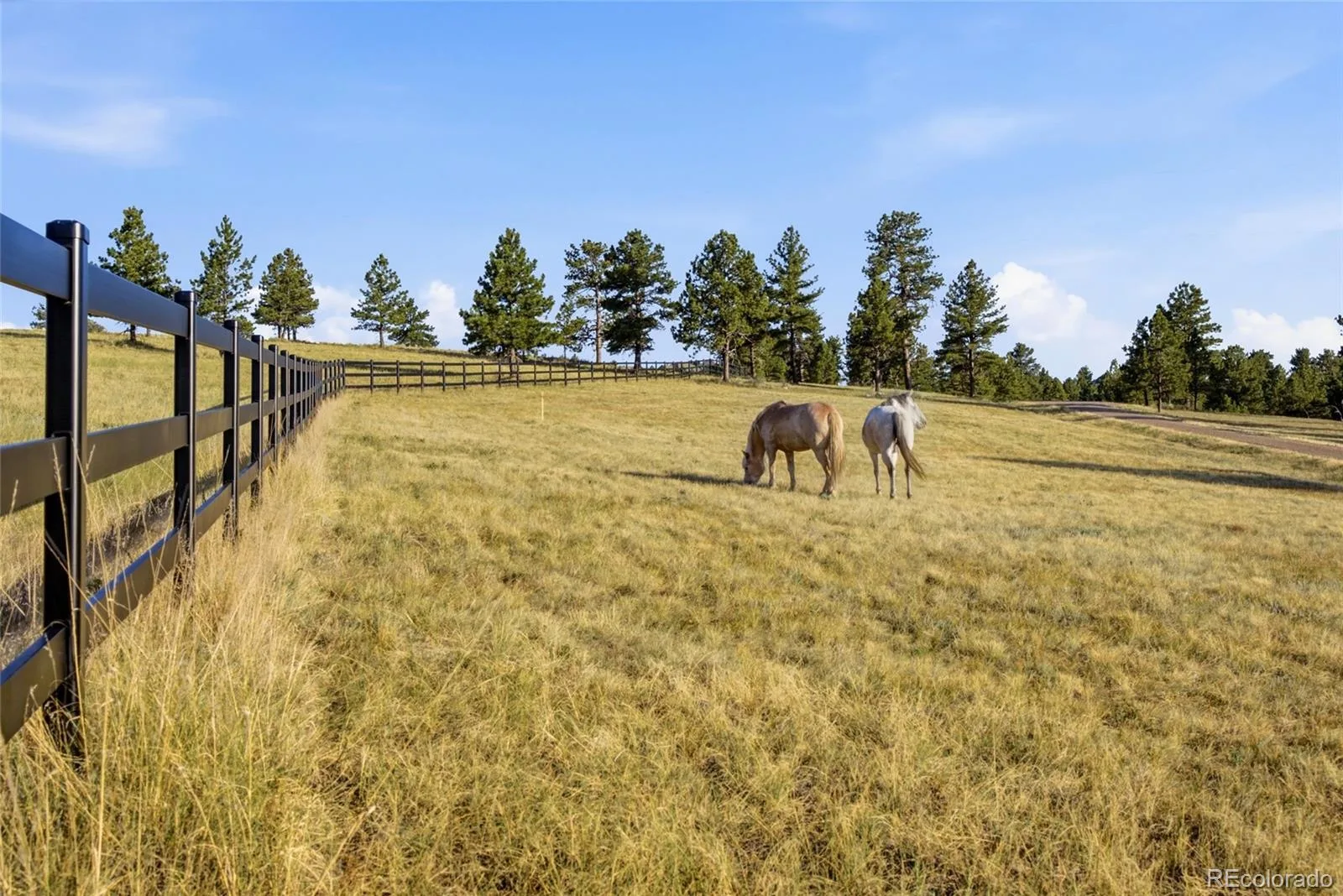 47682 Knibbe Court Parker CO 80138 | MLS #REC7823012 08012026210141 1600 42