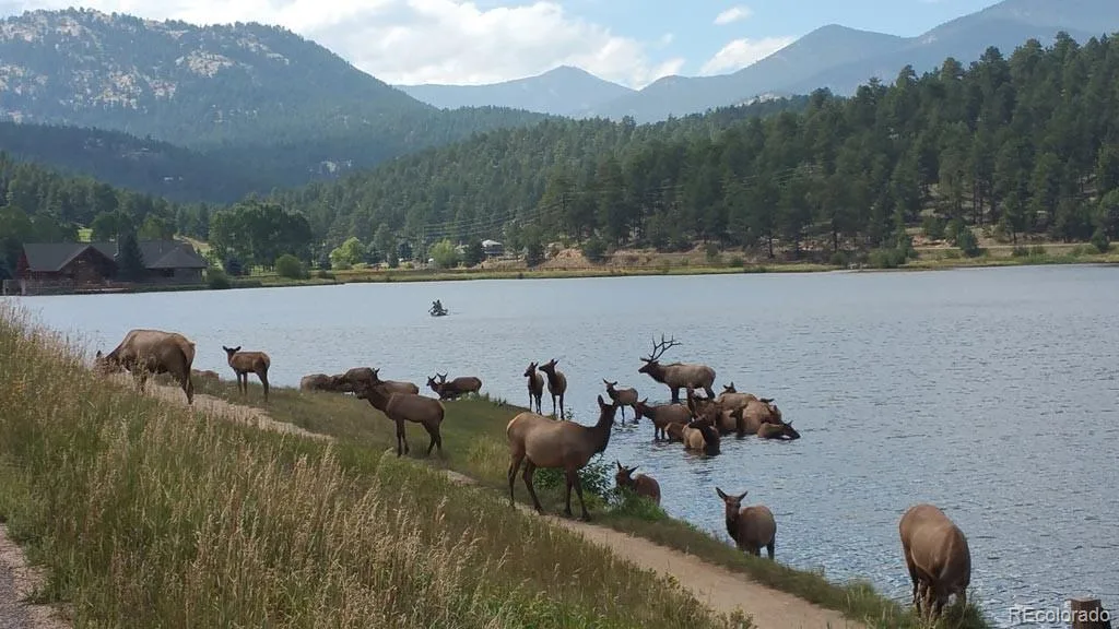 7665 Malamute Drive Evergreen CO 80439 | MLS #REC8362793 07242026145031 1024 28