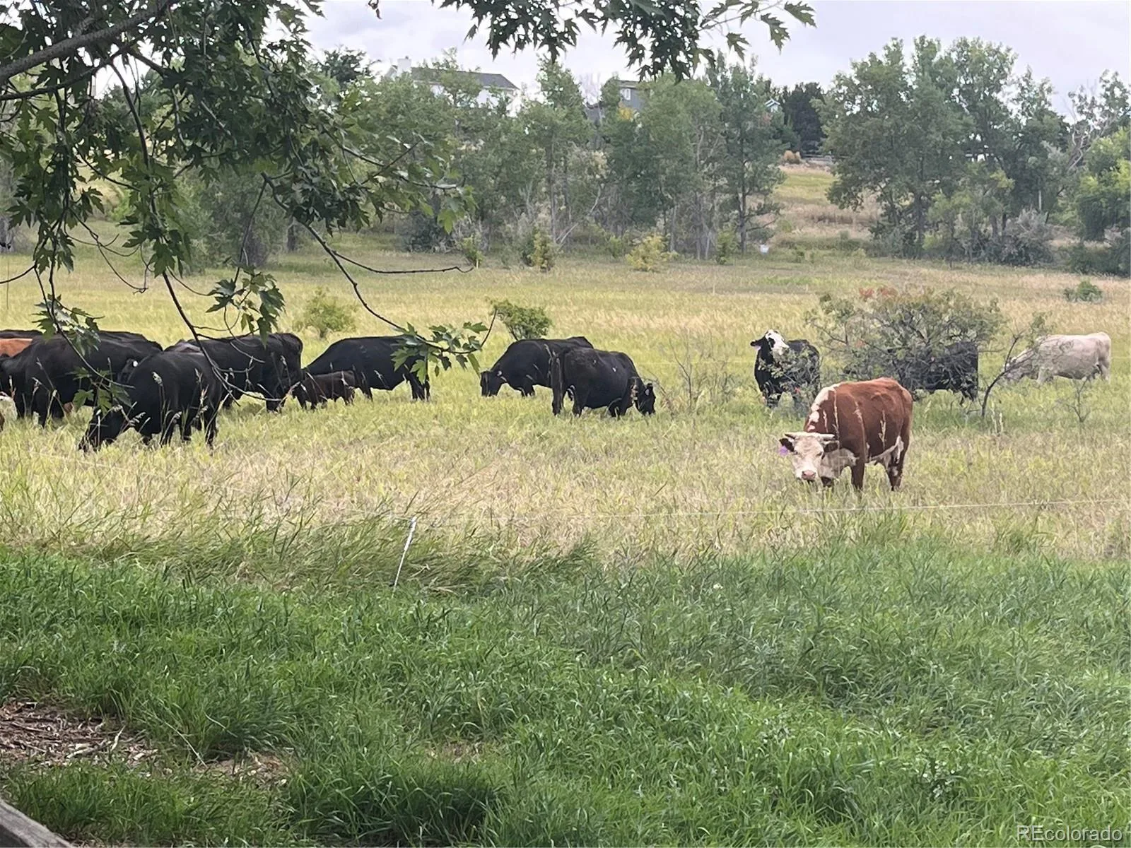 2285 Cliffrose Lane Louisville CO 80027 | MLS #REC8432166 08142026063203 1600 29
