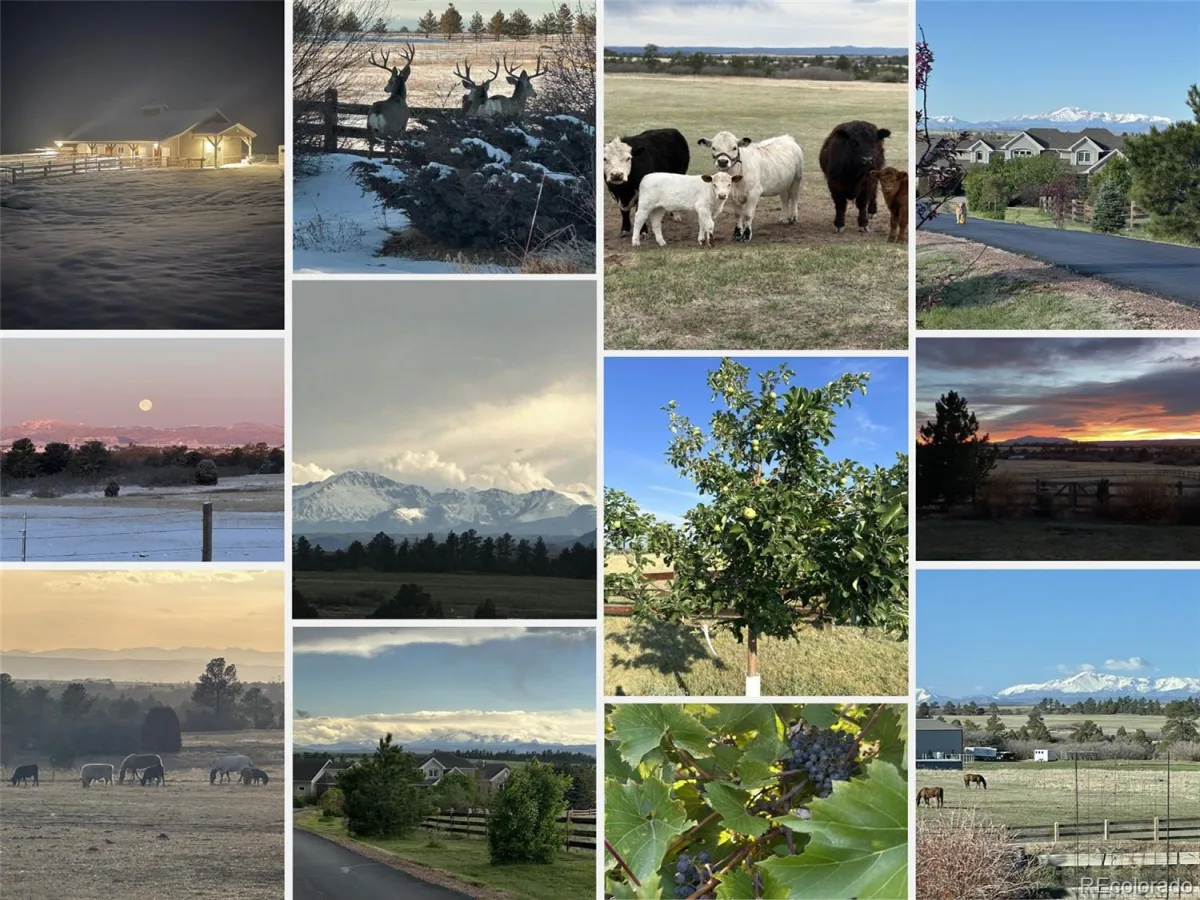 1489 E Rim Road Franktown CO 80116 | MLS #REC8642474 08072026192531 1200 49
