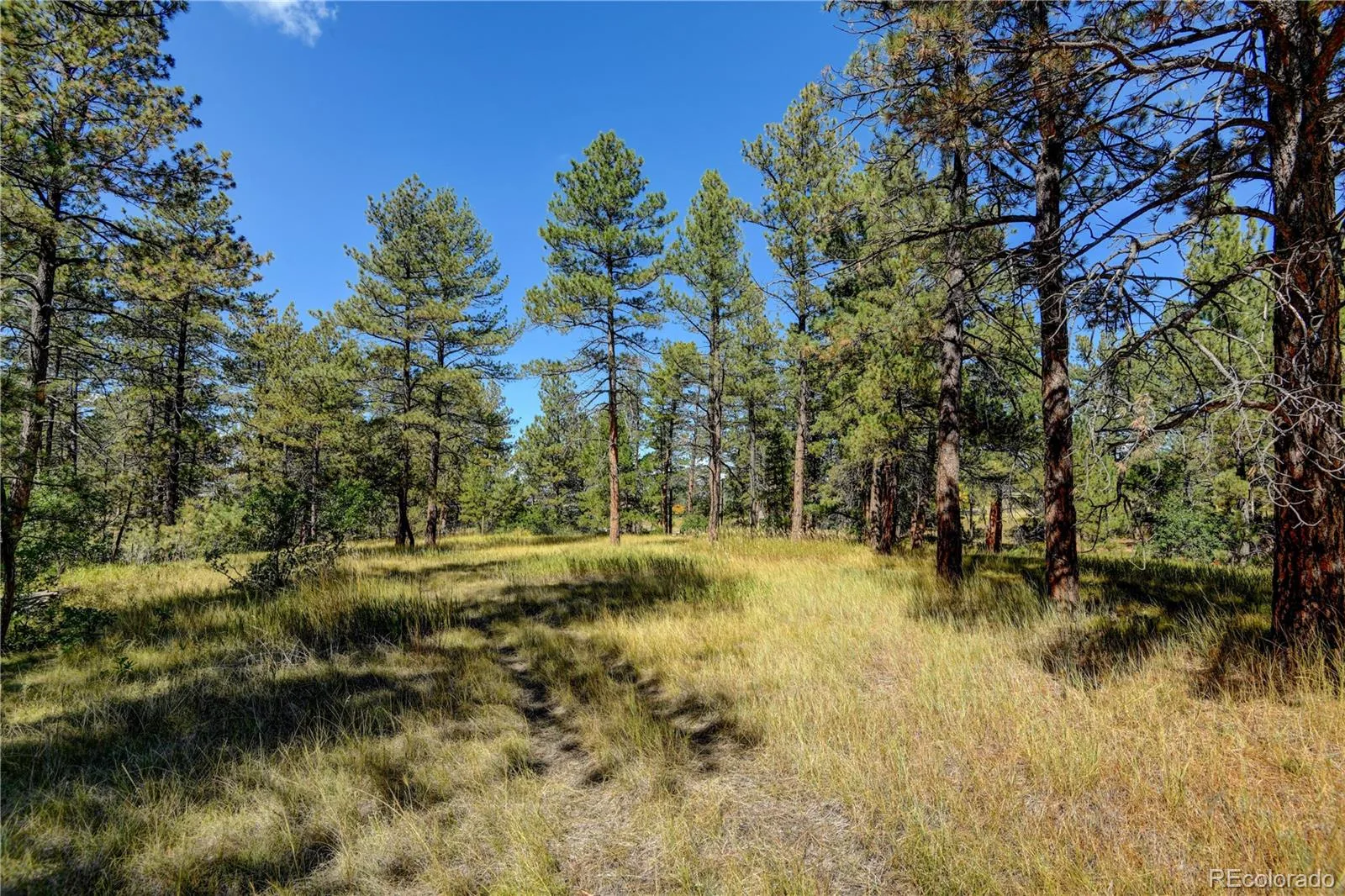 E Park Drive Franktown CO 80116 | MLS #REC8658241 08012026202708 1600 6