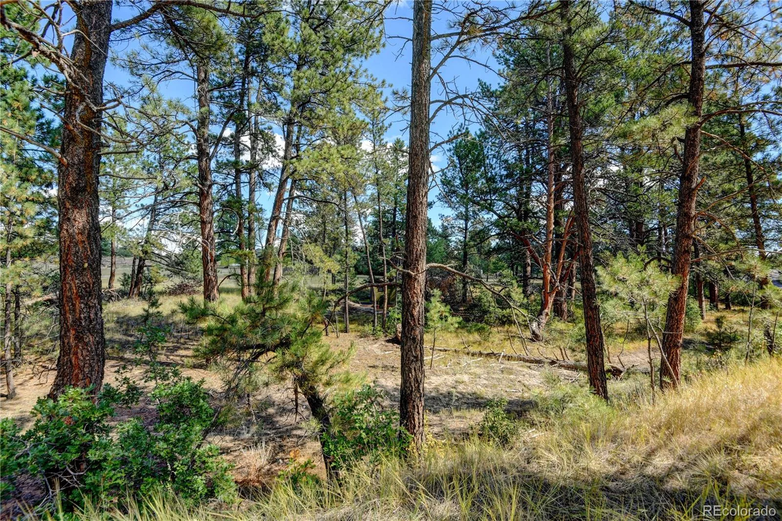 E Park Drive Franktown CO 80116 | MLS #REC8658241 08012026202708 1600 7