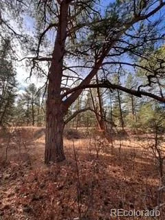 E Park Drive Franktown CO 80116 | MLS #REC8658241 08012026202708 240 20