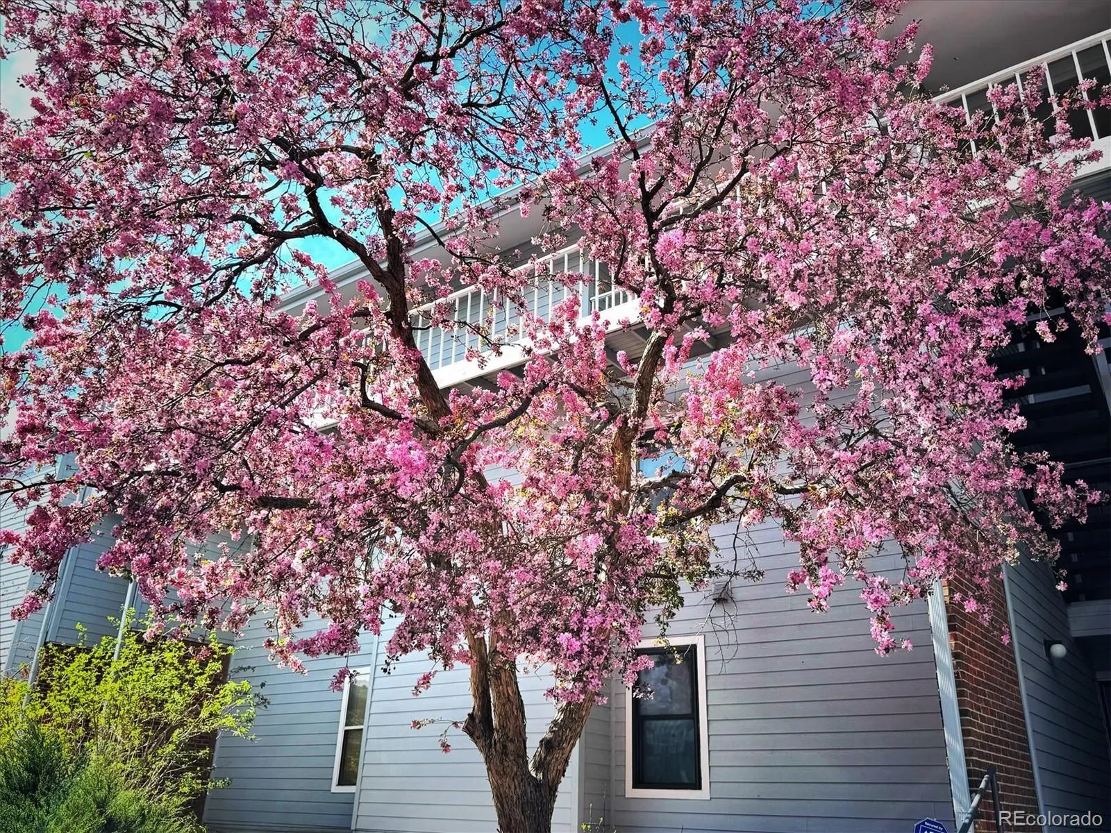 3121 S Tamarac Drive #208H Denver CO 80231 MLS #REC8666352 05262026211831 1600 3