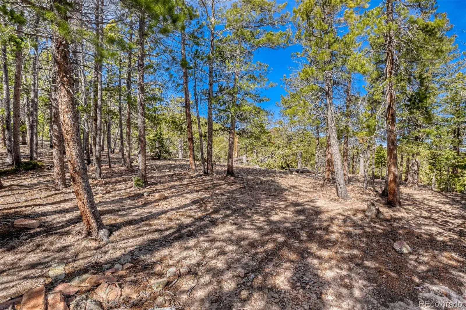 33149 Janelle Circle Golden CO 80403 MLS #REC8814156 03212026001856 1600 5