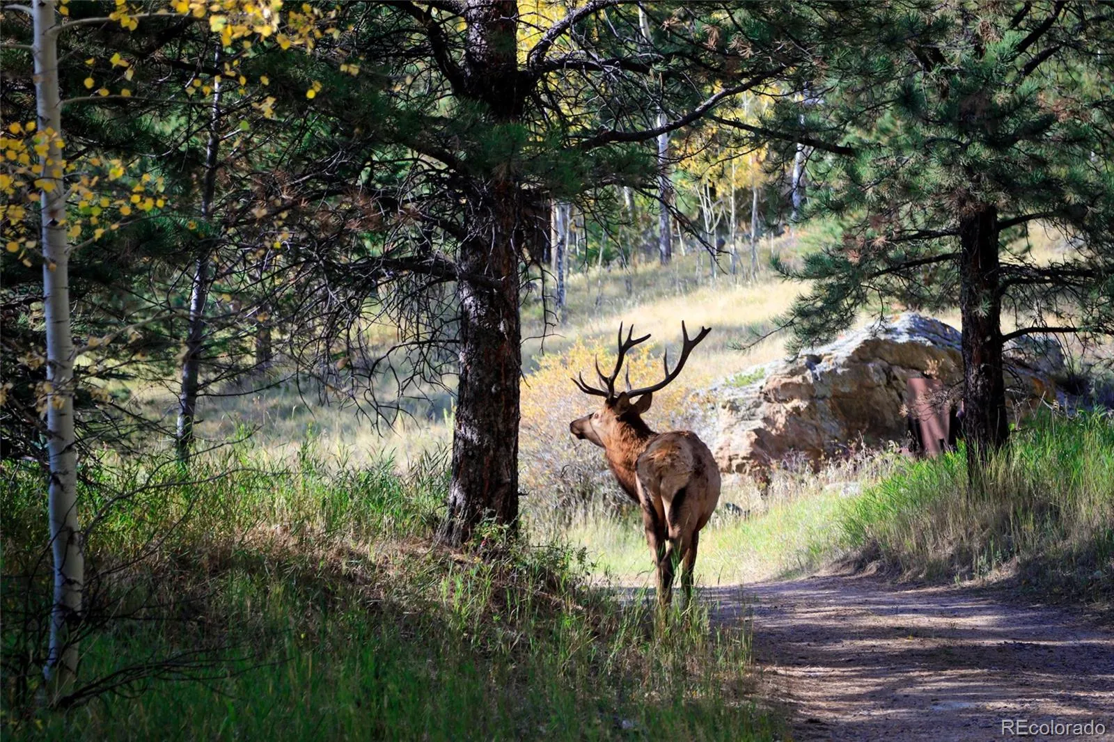 950 Corral Creek Road Evergreen CO 80439 | MLS #REC9060728 05012026043823 1600 25
