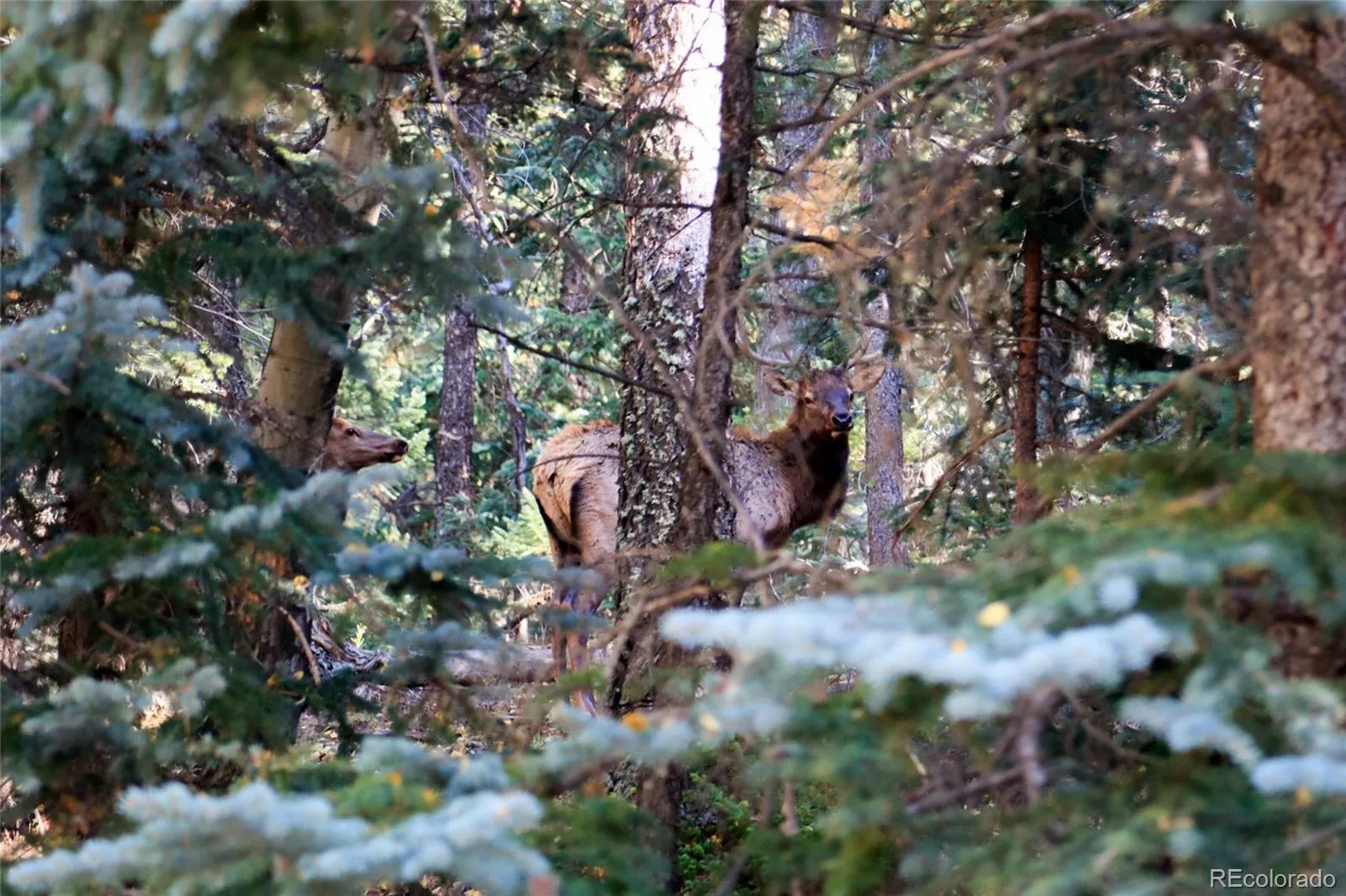 950 Corral Creek Road Evergreen CO 80439 | MLS #REC9060728 05012026043823 1600 27