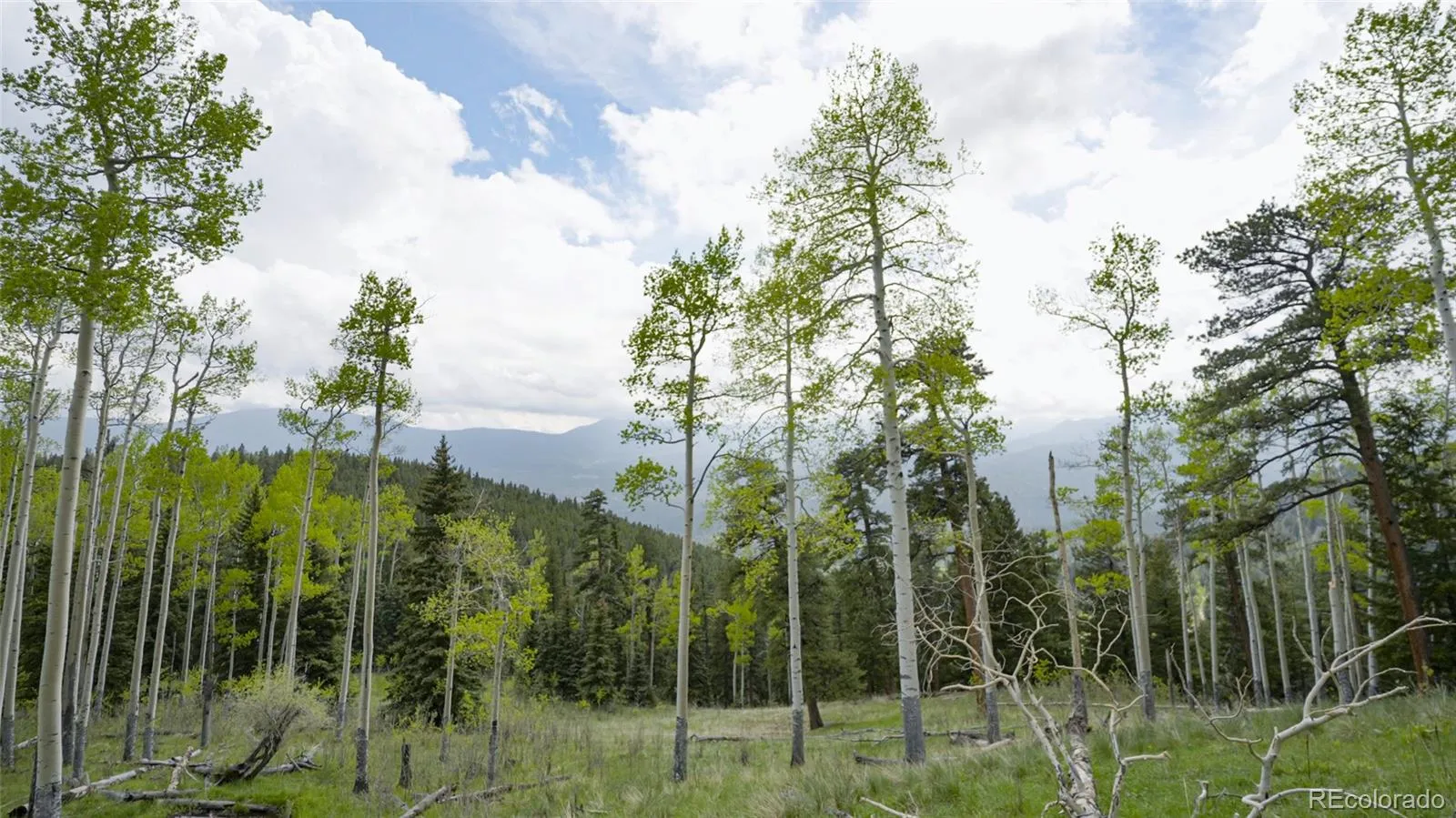 950 Corral Creek Road Evergreen CO 80439 | MLS #REC9060728 05012026043823 1600 38