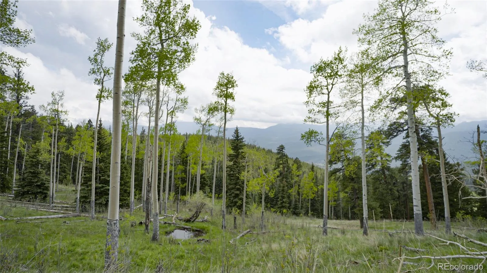 950 Corral Creek Road Evergreen CO 80439 | MLS #REC9060728 05012026043823 1600 39