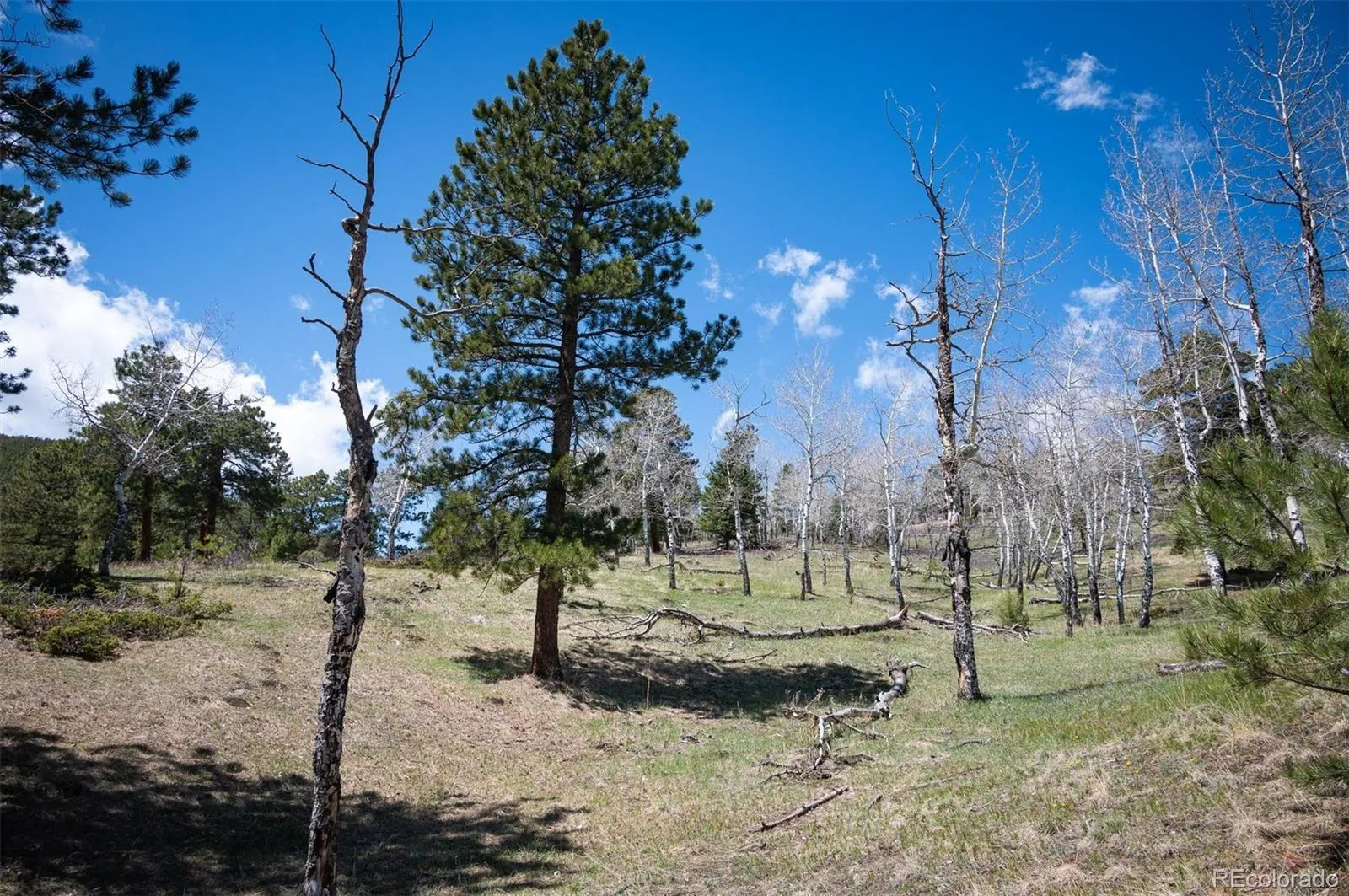 TBD Pine Valley Road Evergreen CO 80439 | MLS #REC9085778 04282026121752 1600 1