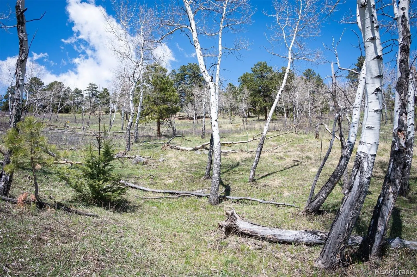 TBD Pine Valley Road Evergreen CO 80439 | MLS #REC9085778 04282026121752 1600 29