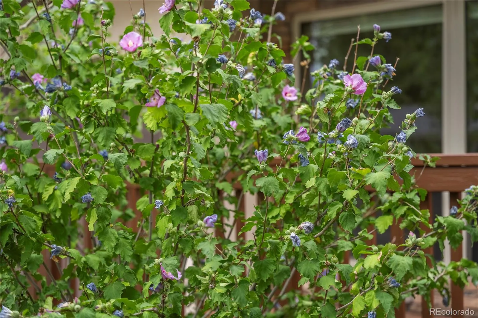4845 E Arizona Avenue Denver CO 80246 | MLS #REC9141093 10052026175034 1600 32