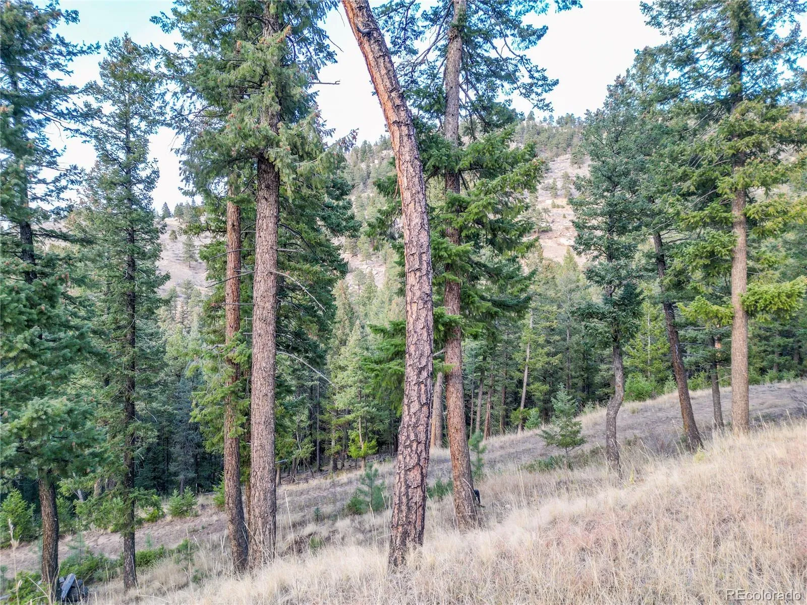 26779 Fern Gulch Road Evergreen CO 80439 MLS #REC9457131 05122026191841 1600 12