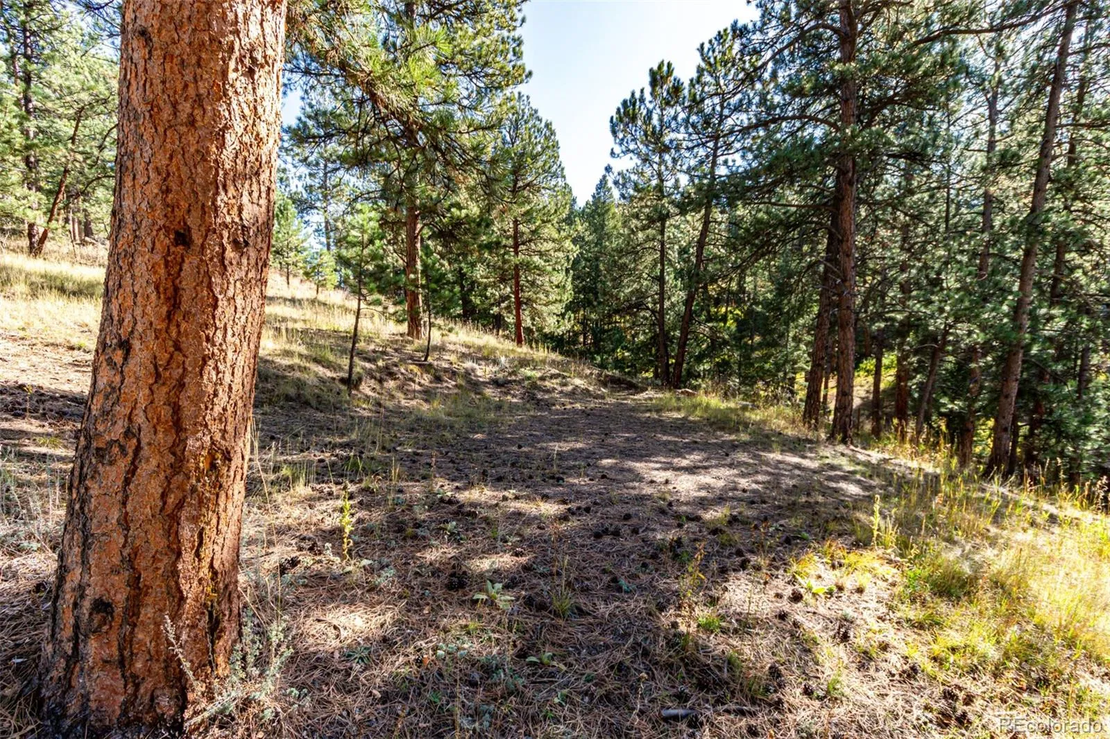 27406 Mountain Park Road Evergreen CO 80439 MLS #REC9565653 04142026222042 1600 13