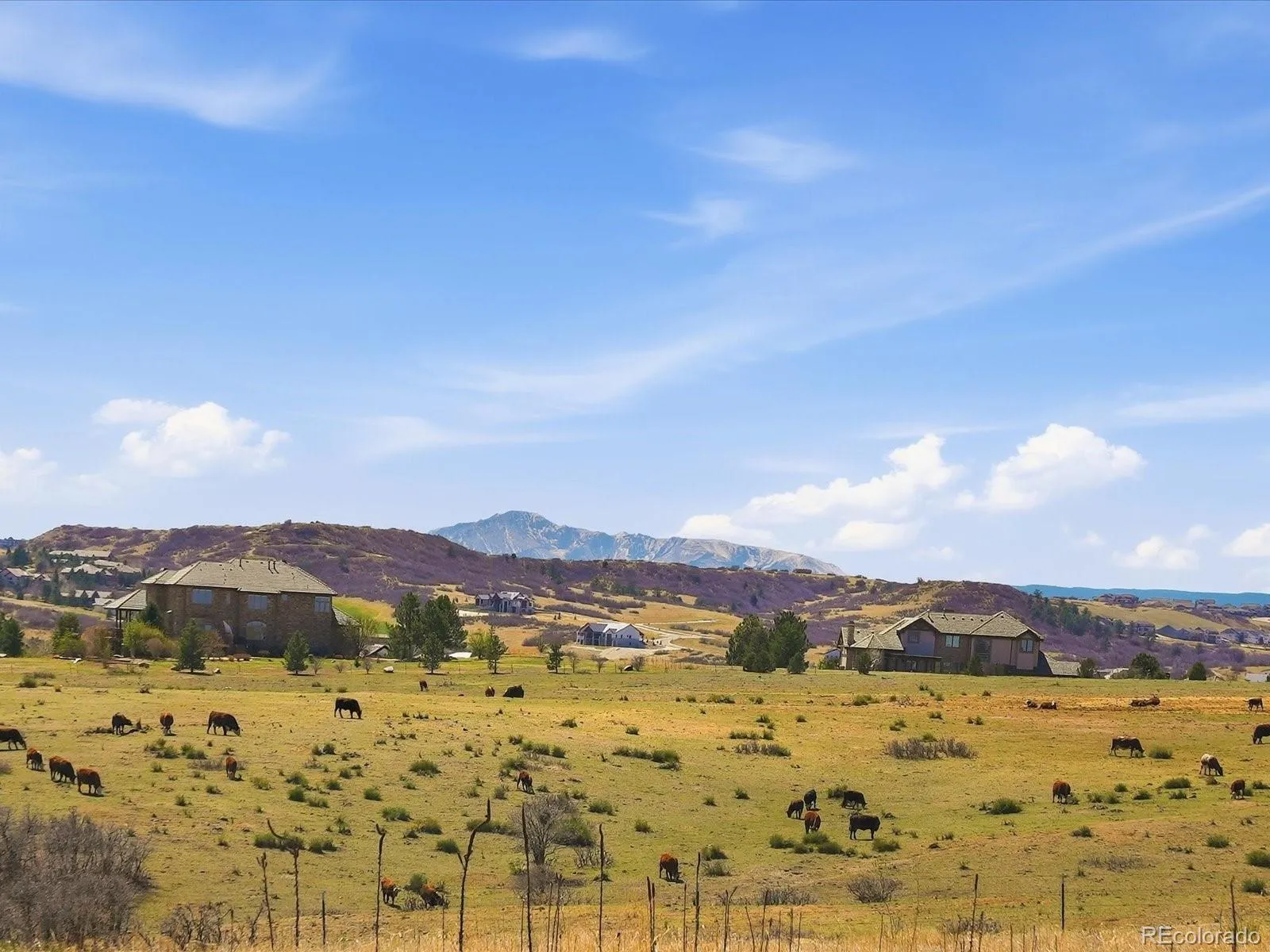 17252 Rose Mallow Avenue Parker CO 80134 MLS #REC9657462 05092026020216 1600 46