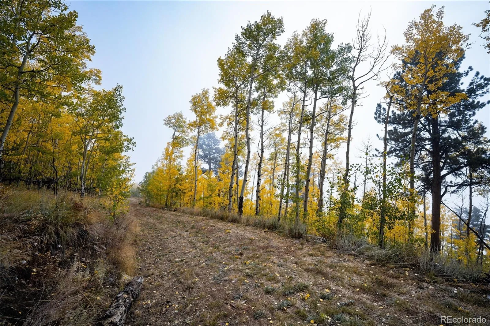 Robinson Hill Road Golden CO 80403 | MLS #REC9807471 05112026200043 1600 18
