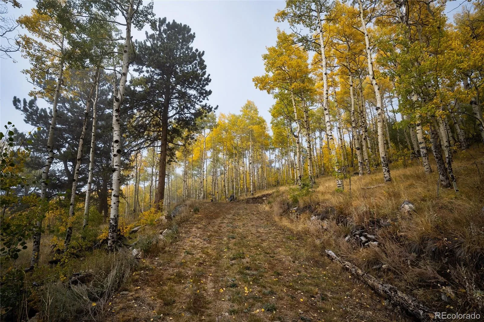 Robinson Hill Road Golden CO 80403 | MLS #REC9807471 05112026200043 1600 20
