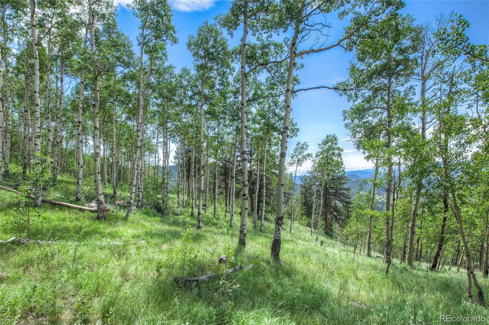 Robinson Hill Road Golden CO 80403 | MLS #REC9807471 05112026200043 1600 6