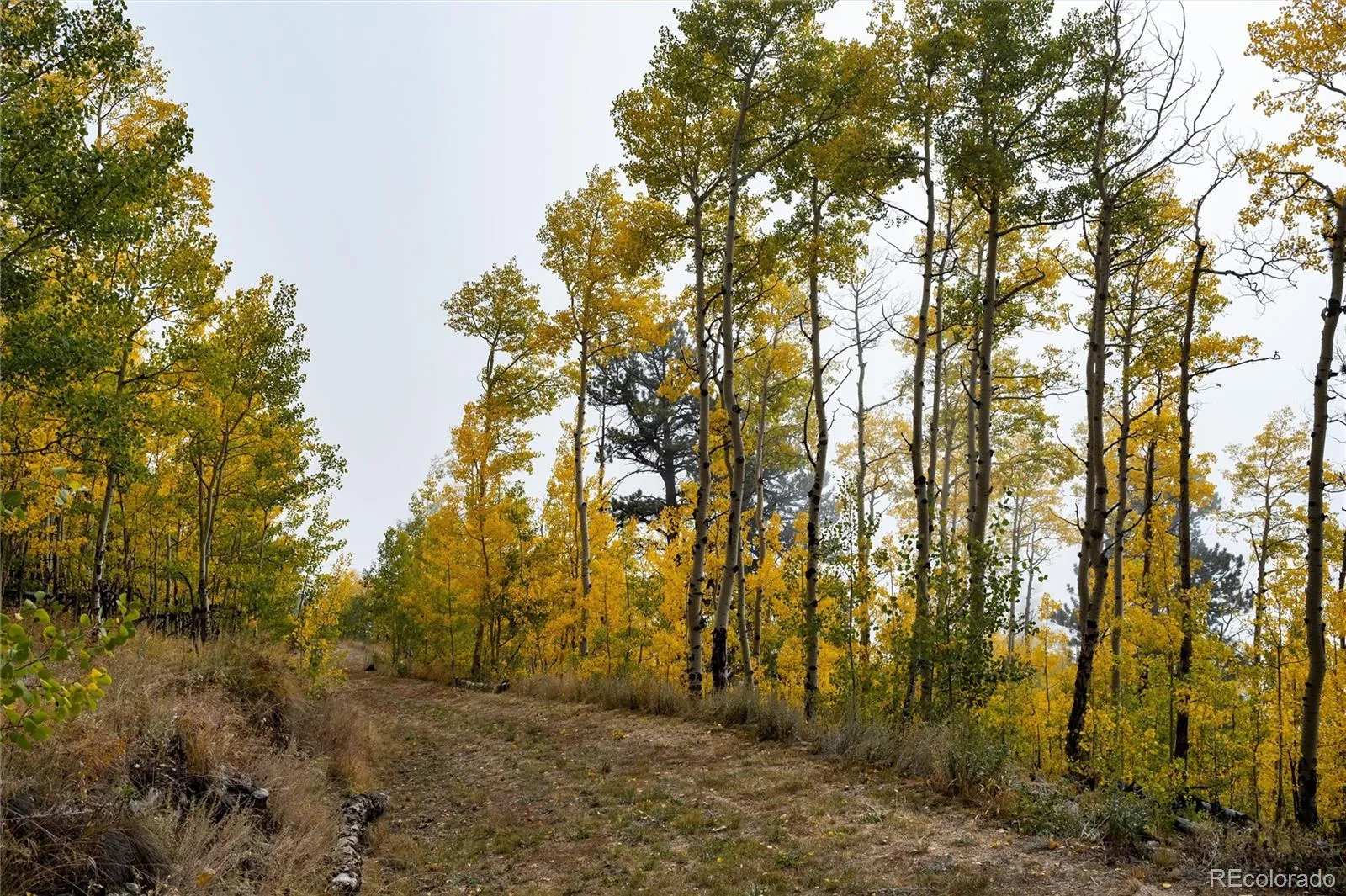 Robinson Hill Road Golden CO 80403 | MLS #REC9807471 05112026200043 1600 8