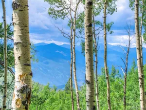 Robinson Hill Road Golden CO 80403 | MLS #REC9807471 05112026200043 300 0