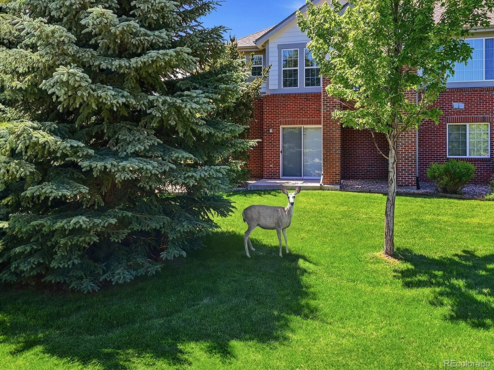 22462 E Alder Drive Aurora CO 80016 | MLS #REC9914380 06302026170748 1600 29