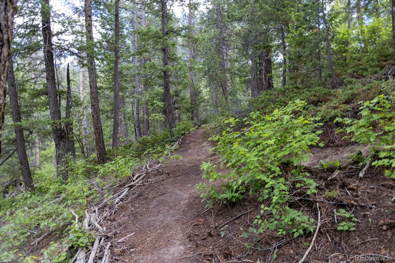 31429 Burke Road Golden CO 80403 | MLS #REC9941267 08132026171727 1600 1