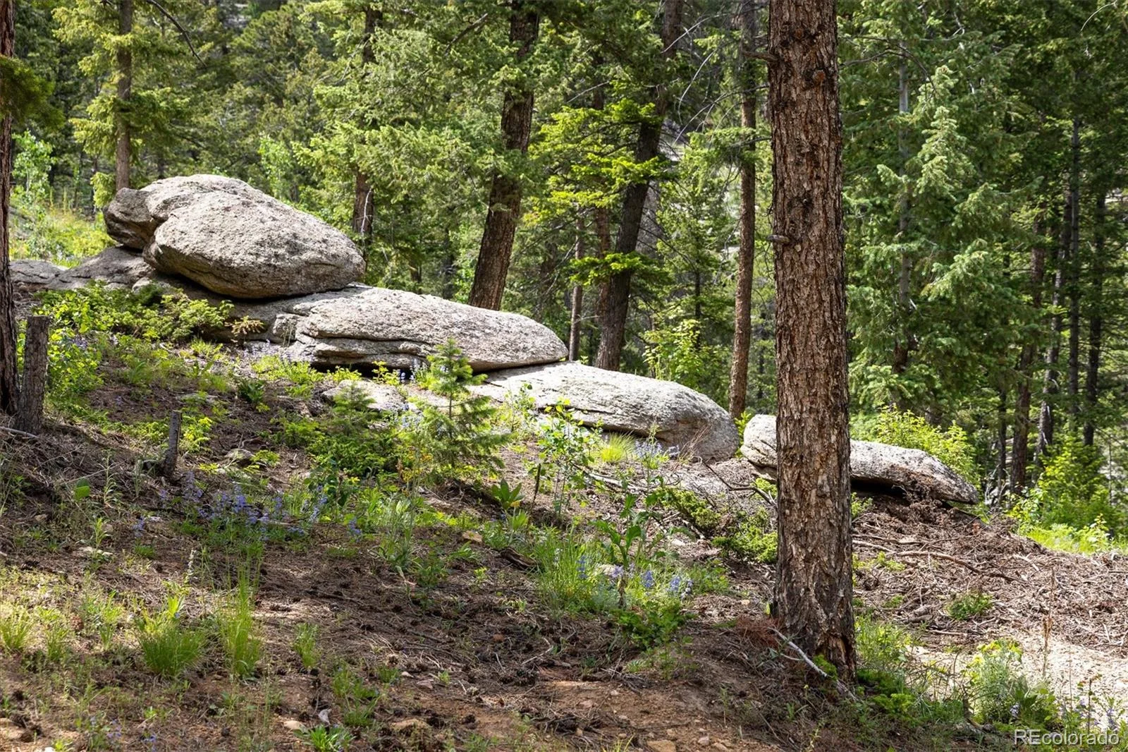 31429 Burke Road Golden CO 80403 | MLS #REC9941267 08132026171727 1600 11