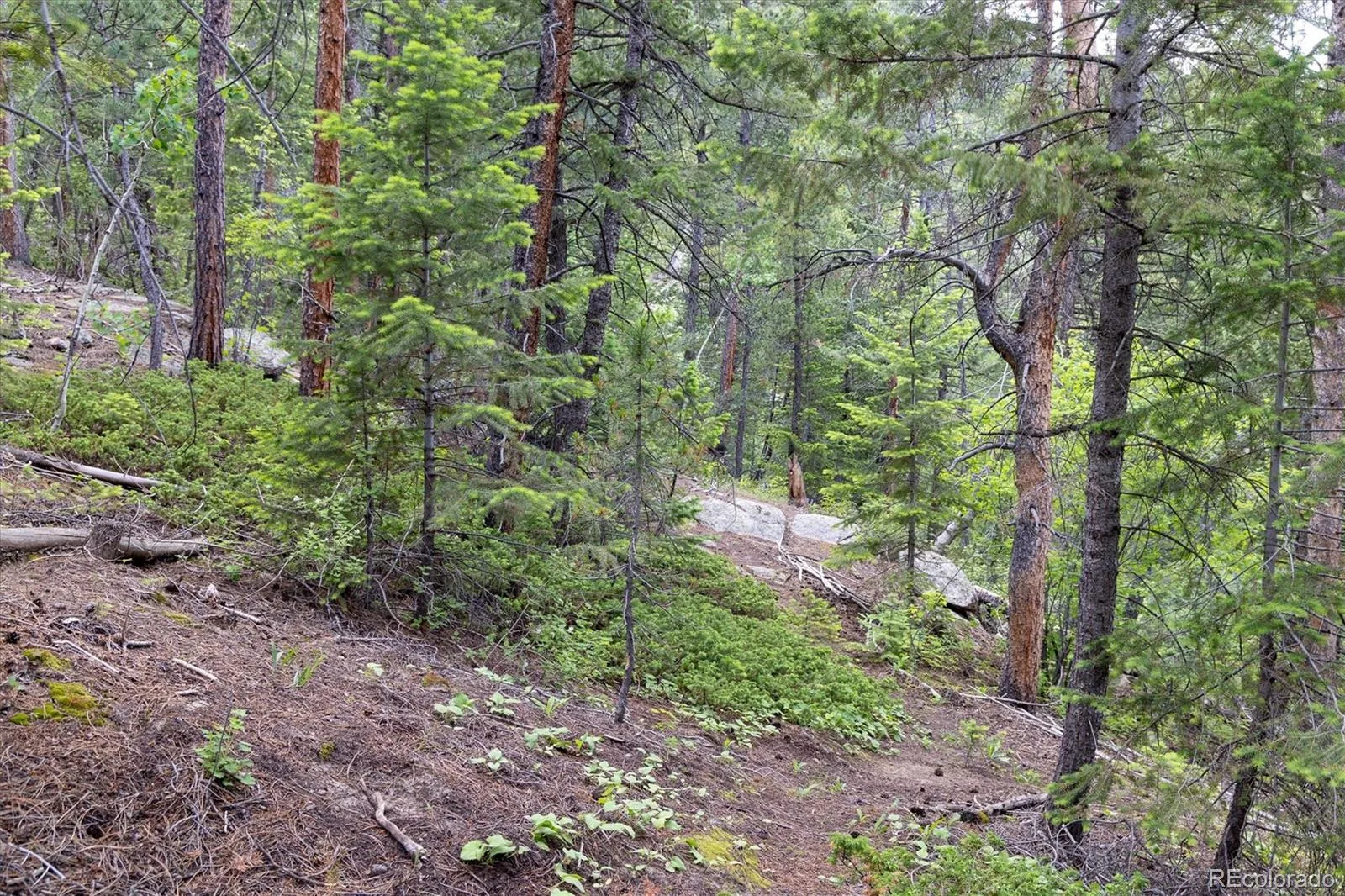 31429 Burke Road Golden CO 80403 | MLS #REC9941267 08132026171727 1600 20