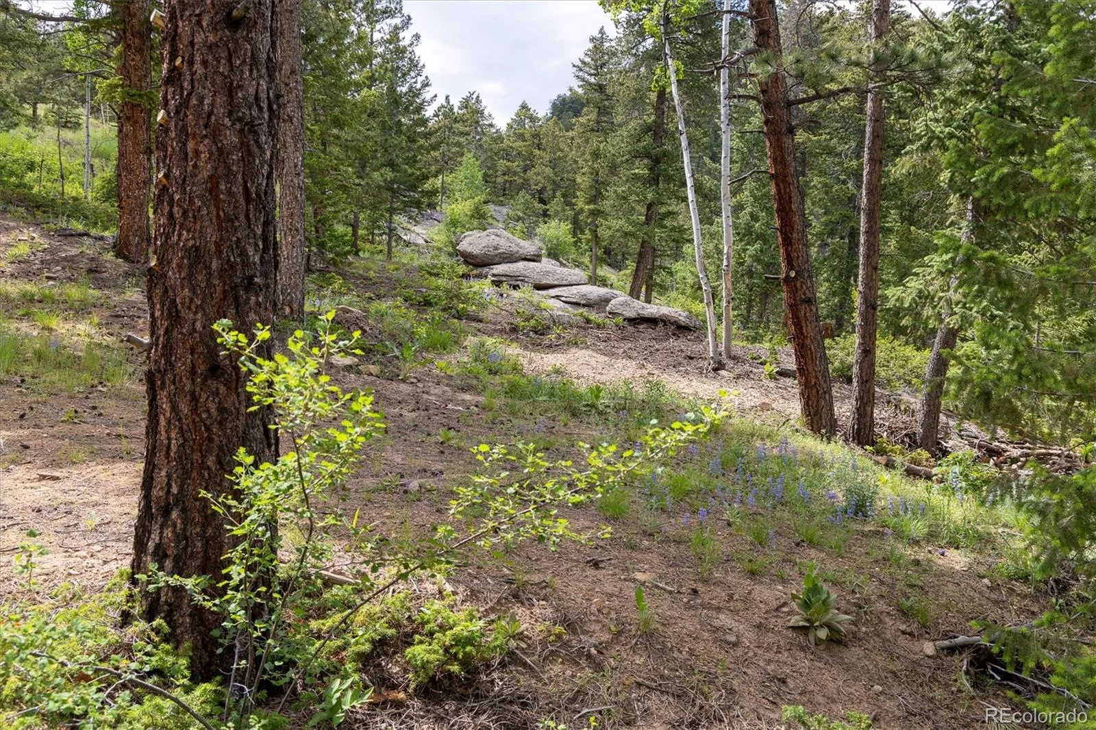 31429 Burke Road Golden CO 80403 | MLS #REC9941267 08132026171727 1600 8