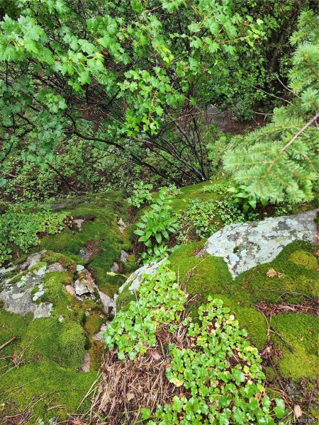 31429 Burke Road Golden CO 80403 | MLS #REC9941267 08132026171727 800 36