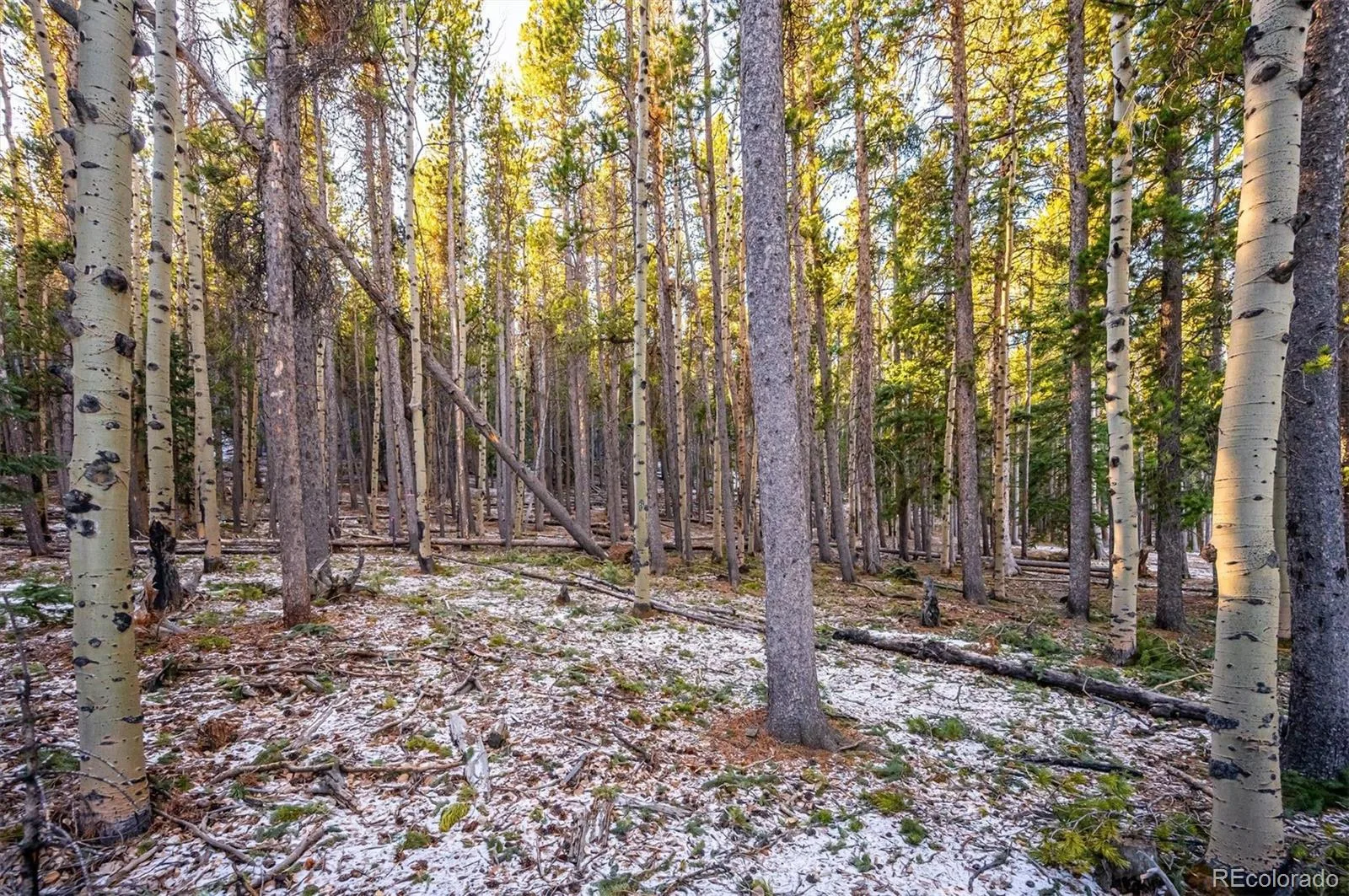 2334 Sinton Road Evergreen CO 80439 | MLS #REC9953813 08242026190751 1600 24