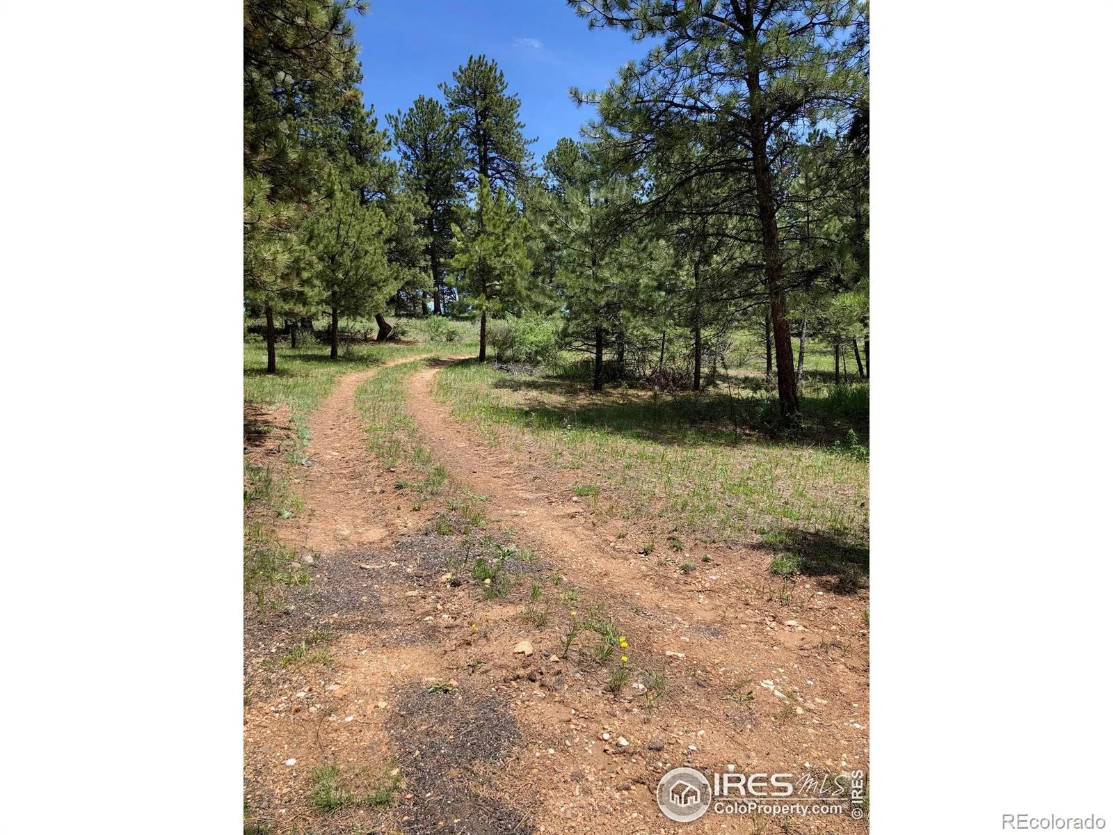 442 Quarter Circle Lane Evergreen CO 80439 | MLS #RECIR1035531 04262026213725 1600 10