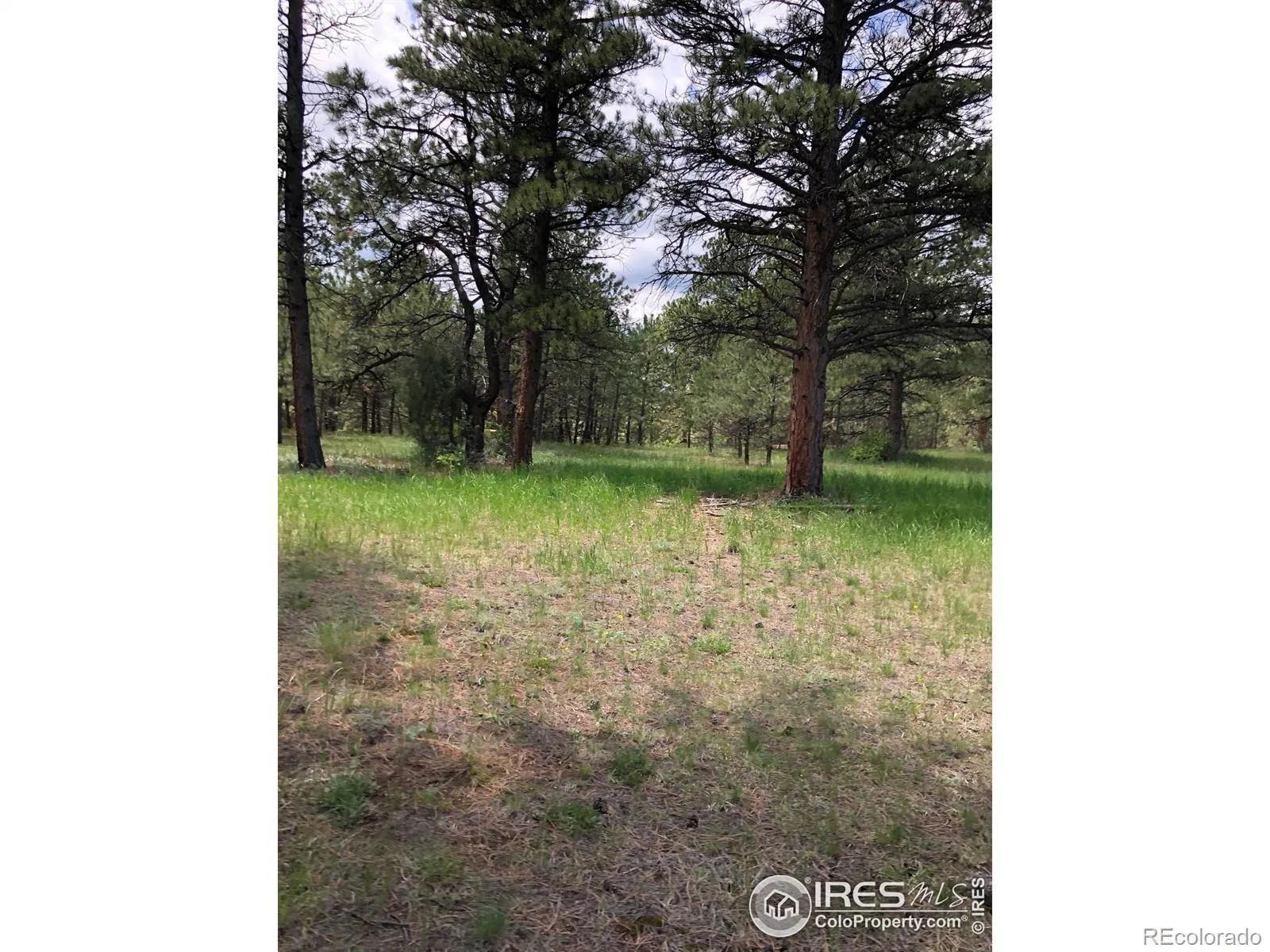 442 Quarter Circle Lane Evergreen CO 80439 | MLS #RECIR1035531 04262026213725 1600 6