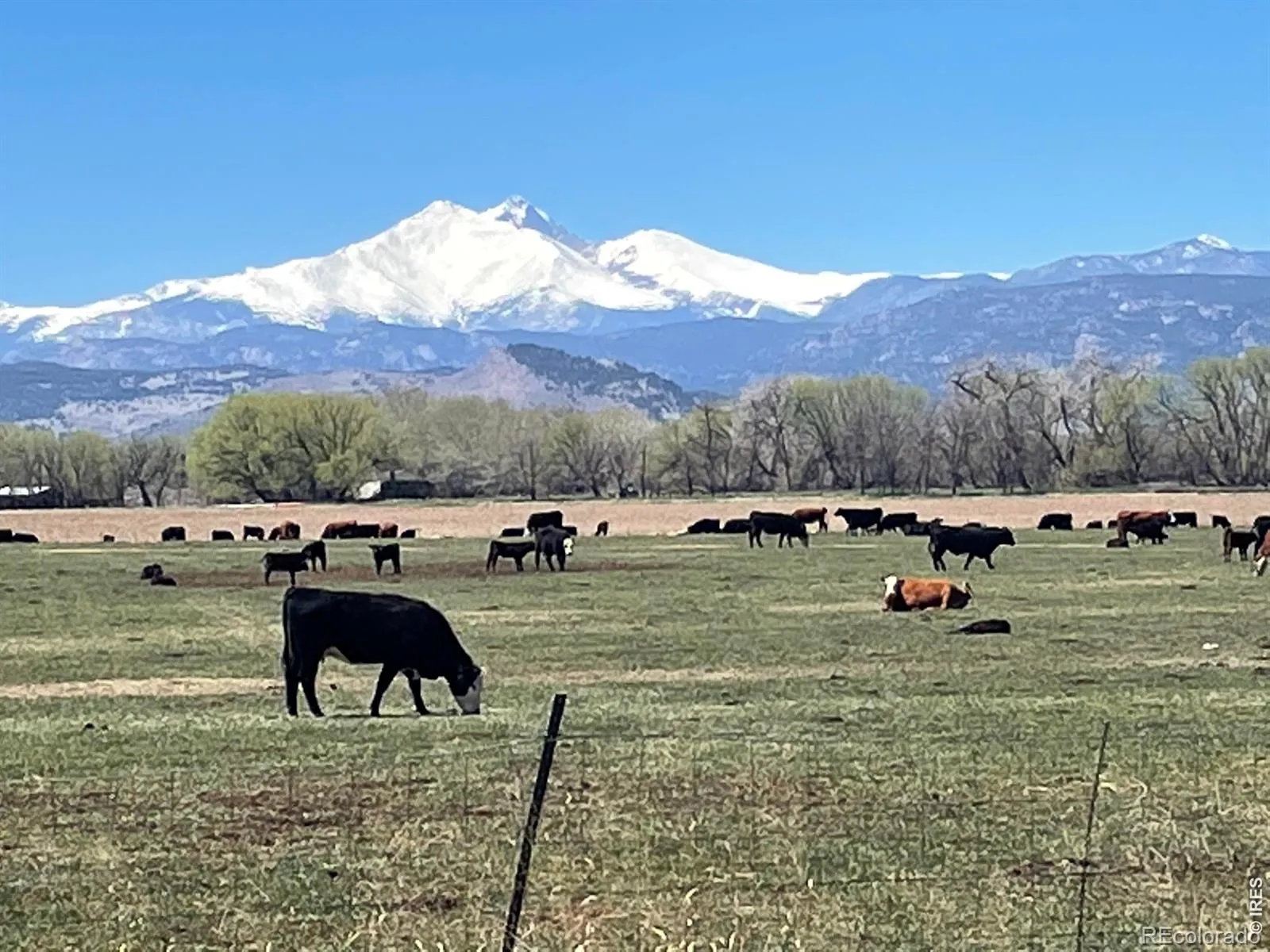 13155 N 75th Street Longmont CO 80503 | MLS #RECIR1048314 04132026142132 1600 5