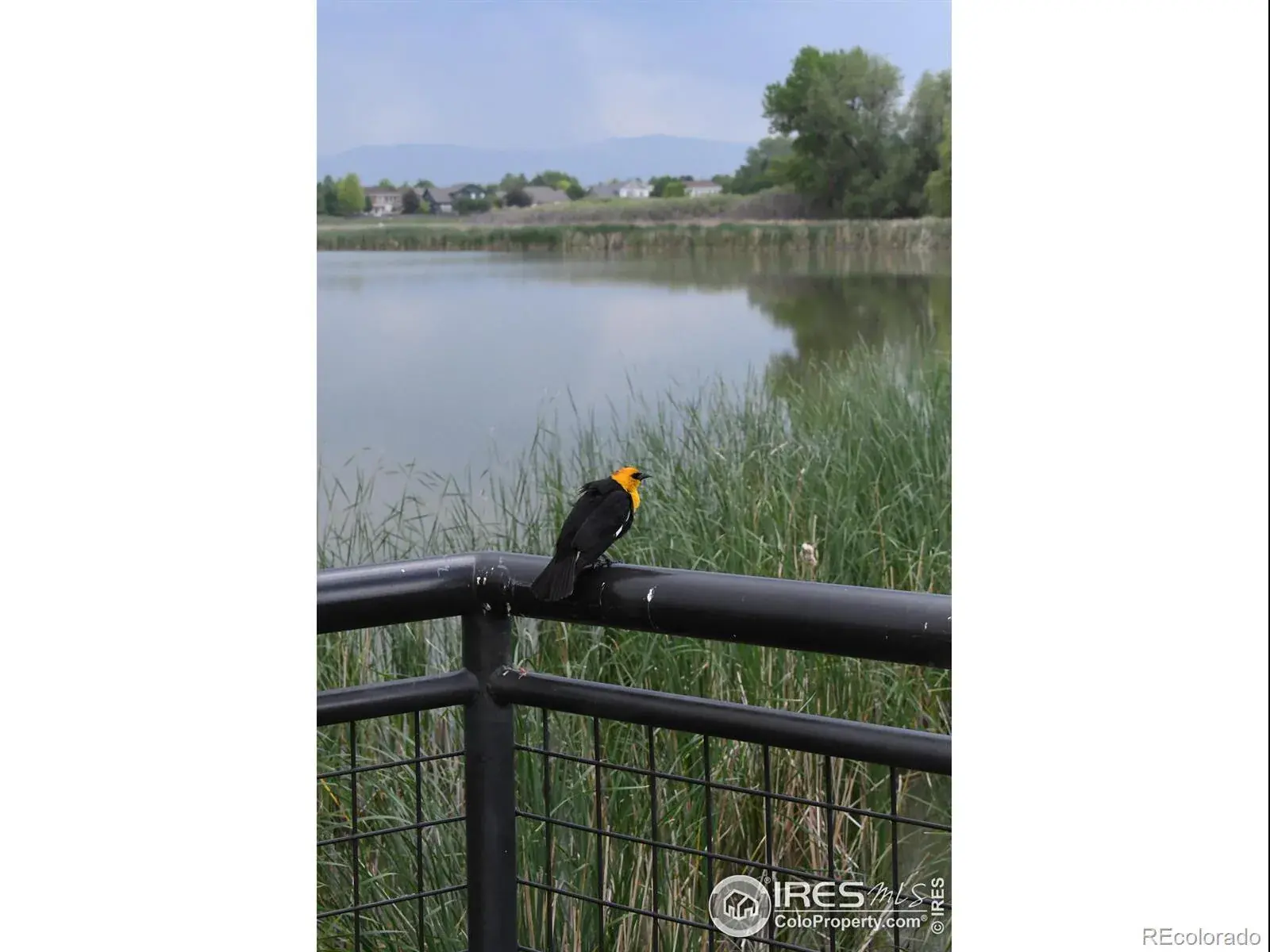 804 Summer Hawk Drive #9105 Longmont CO 80504 MLS #RECIR1048748 12292025230638 1600 25