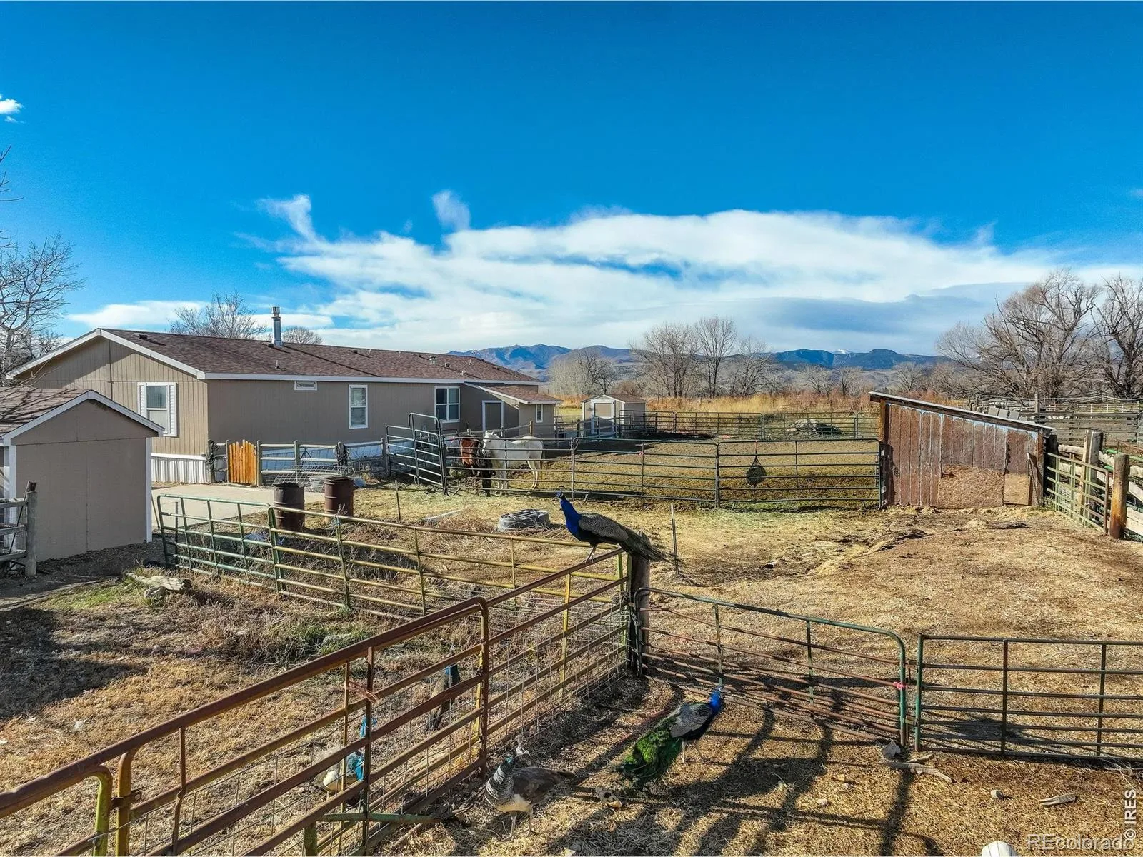 12745 N 75th Street Longmont CO 80503 | MLS #RECIR1048793 06092026161225 1600 16