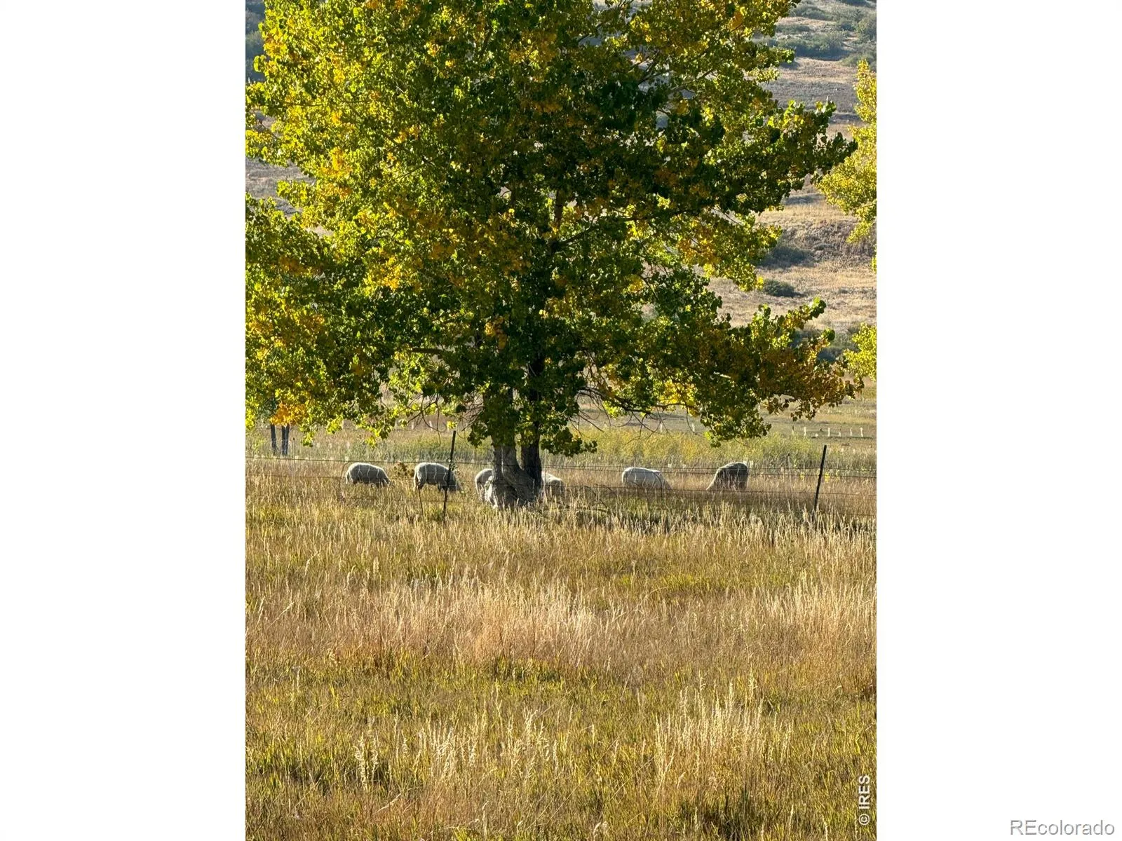 11534 Eagle Springs Trail Longmont CO 80503 | MLS #RECIR1054497 04302026010602 1600 18