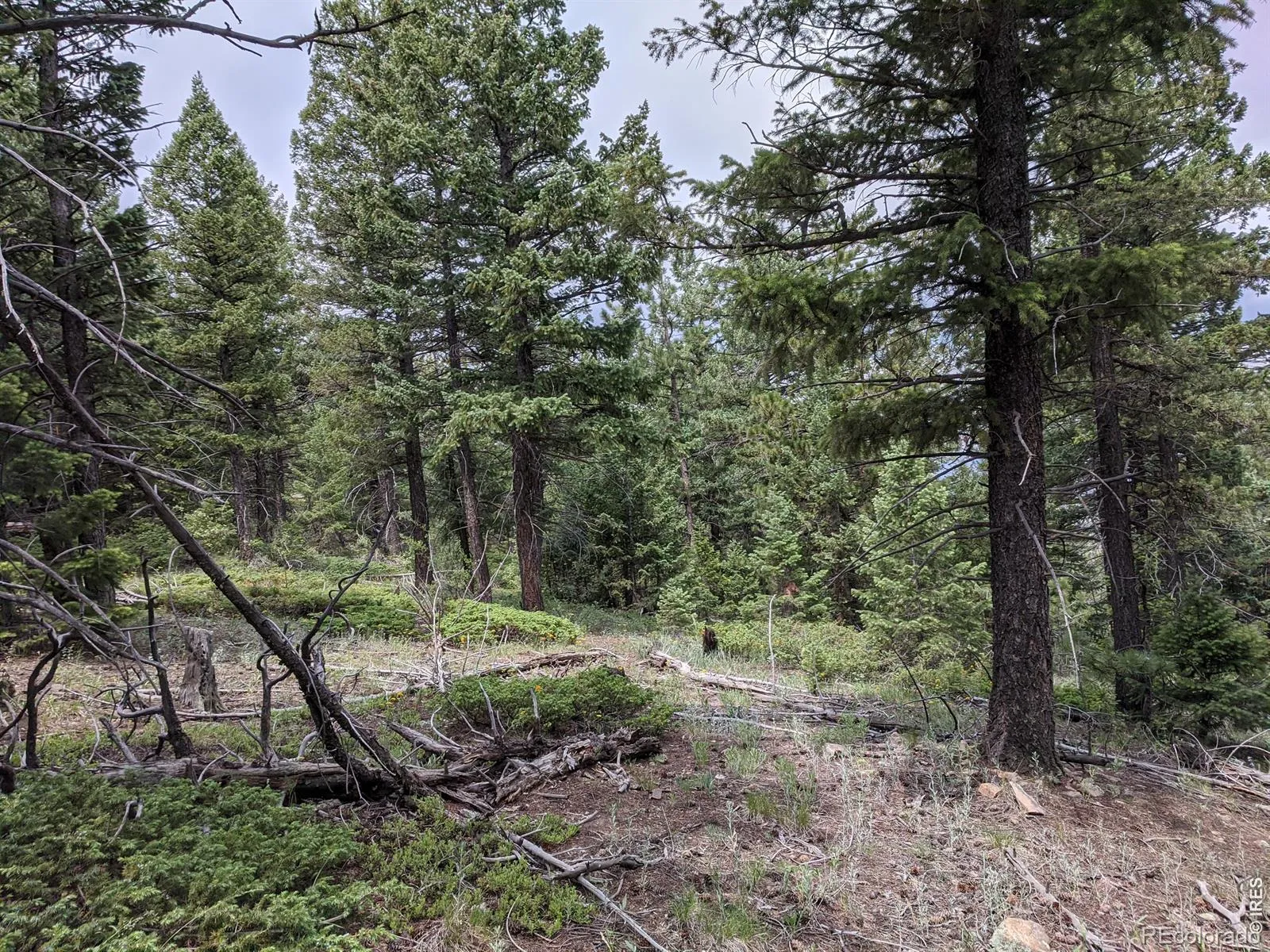 1312 Chute Road Golden CO 80403 | MLS #RECIR1055679 04082026060152 1600 10