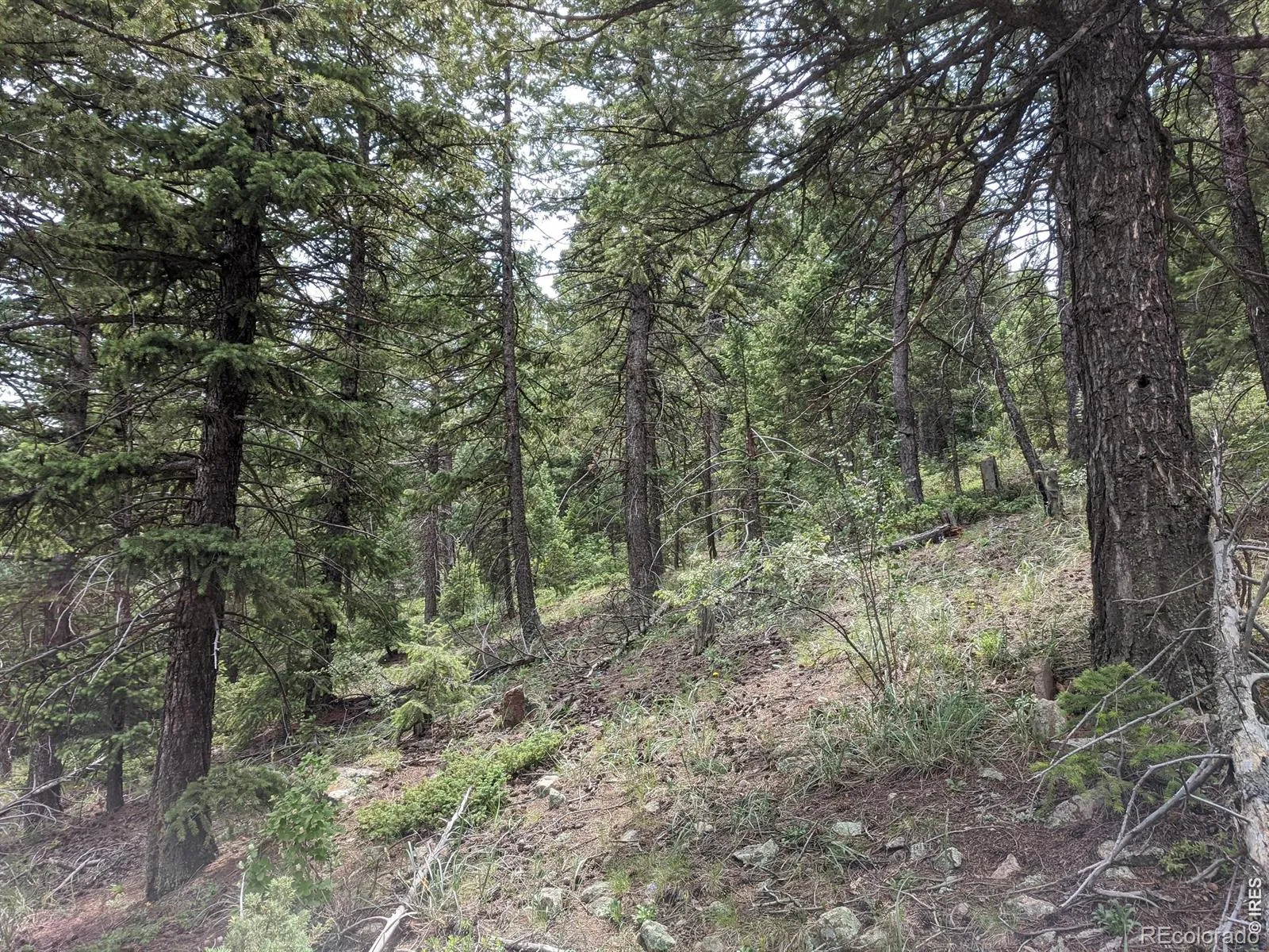 1312 Chute Road Golden CO 80403 | MLS #RECIR1055679 04082026060152 1600 12