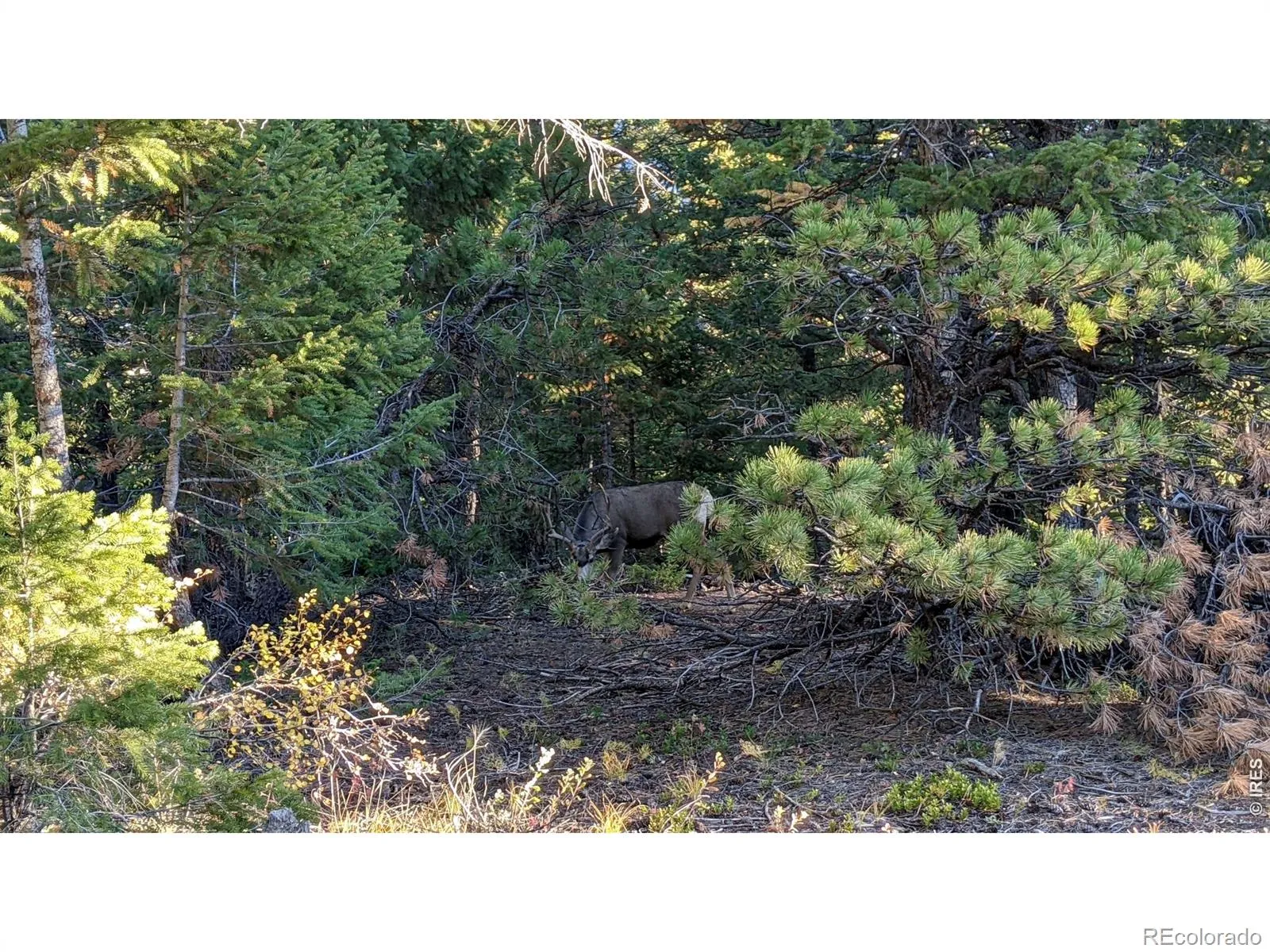 1312 Chute Road Golden CO 80403 | MLS #RECIR1055679 04082026060152 1600 21