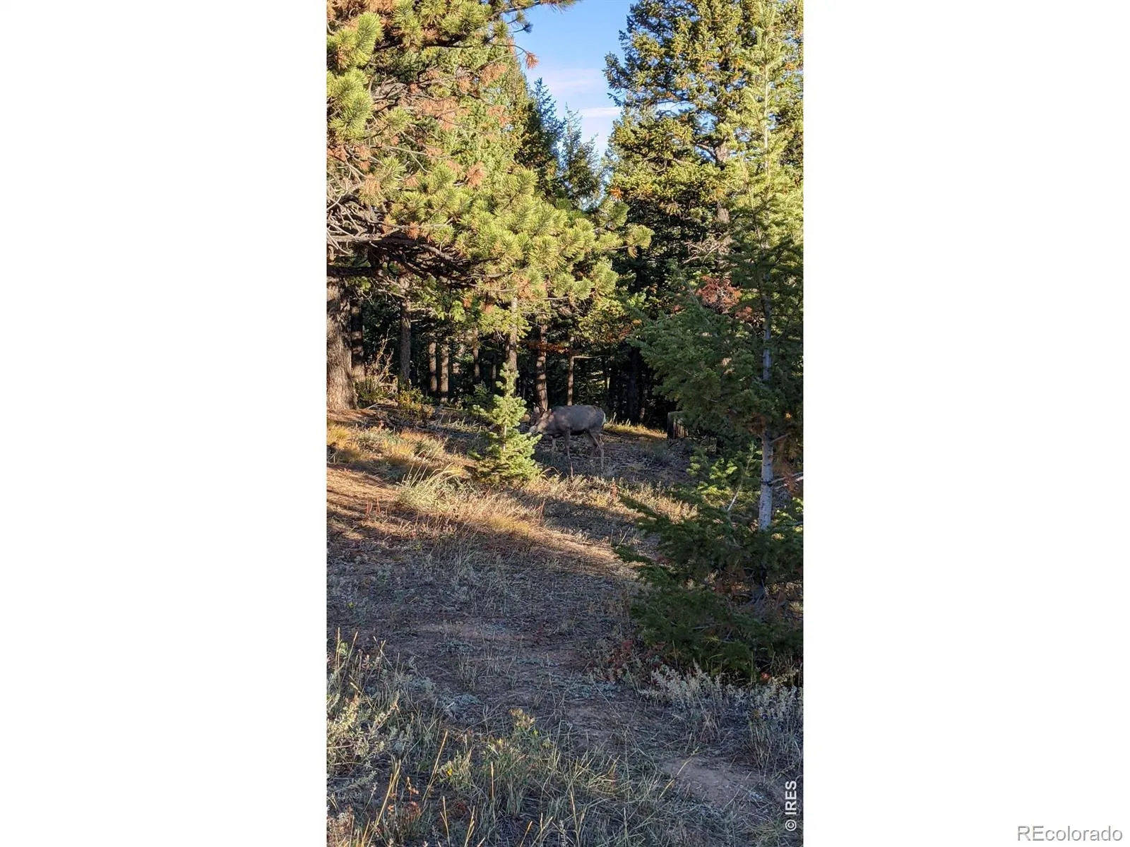 1312 Chute Road Golden CO 80403 | MLS #RECIR1055679 04082026060152 1600 22