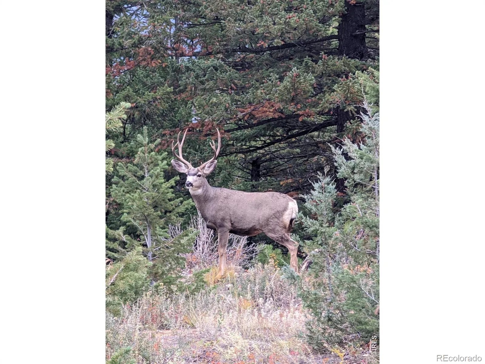 1312 Chute Road Golden CO 80403 | MLS #RECIR1055679 04082026060152 1600 23