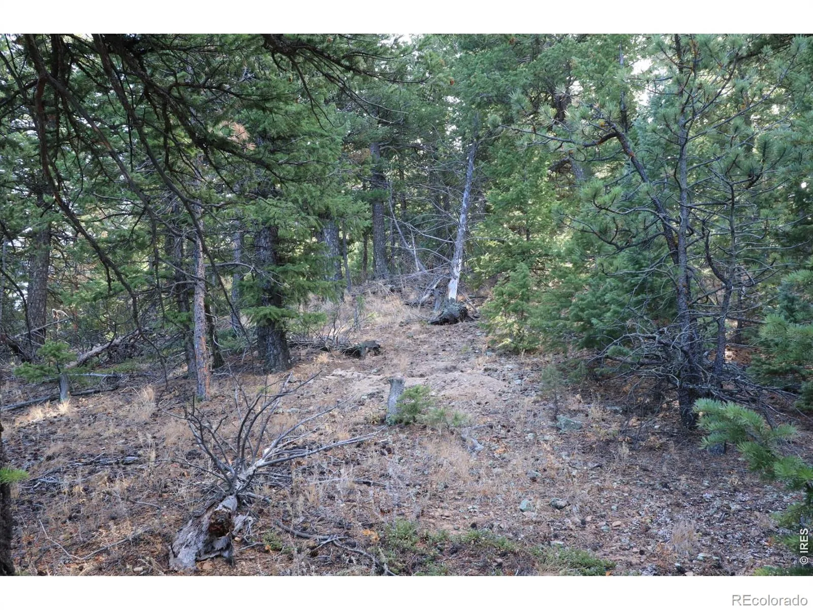 1312 Chute Road Golden CO 80403 | MLS #RECIR1055679 04082026060152 1600 3