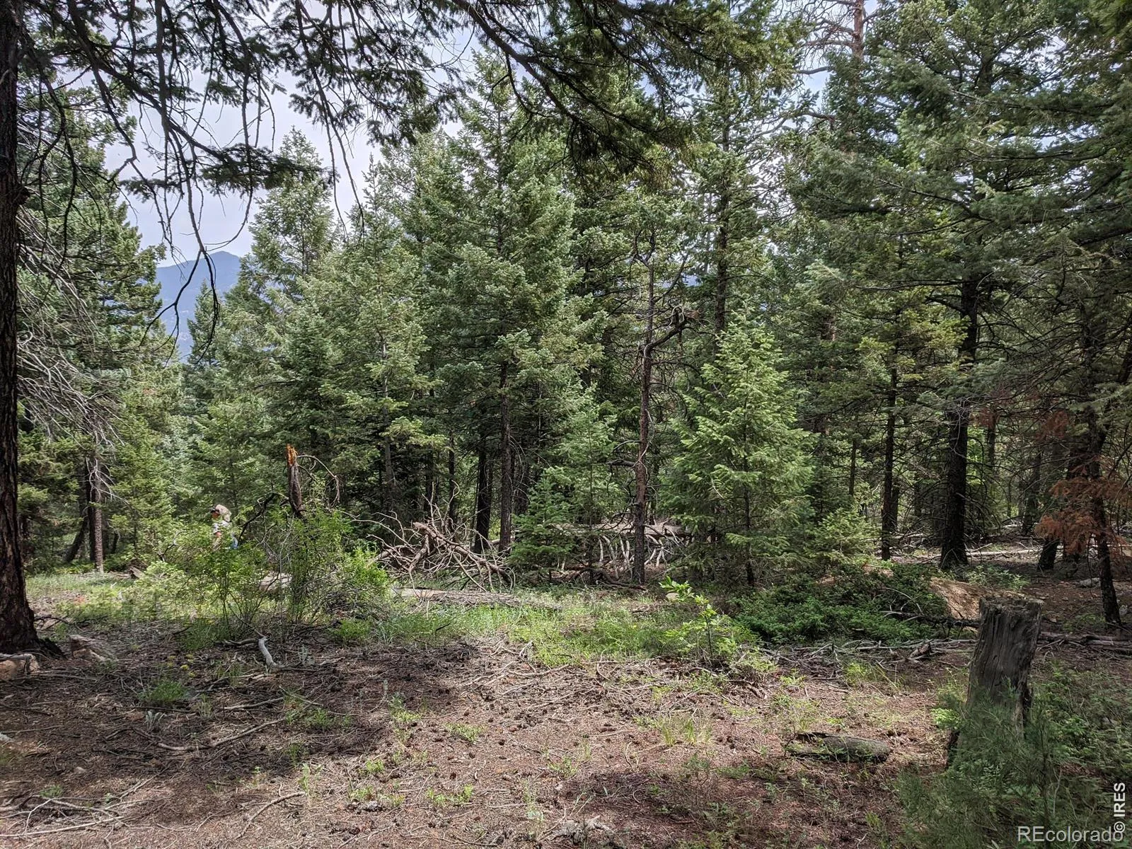 1312 Chute Road Golden CO 80403 | MLS #RECIR1055679 04082026060152 1600 6