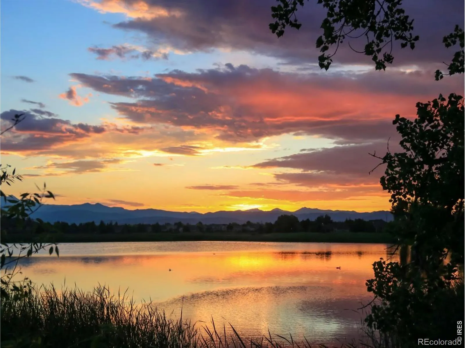 1934 Rannoch Drive Longmont CO 80504 MLS #RECIR1055875 04292026075048 1600 31