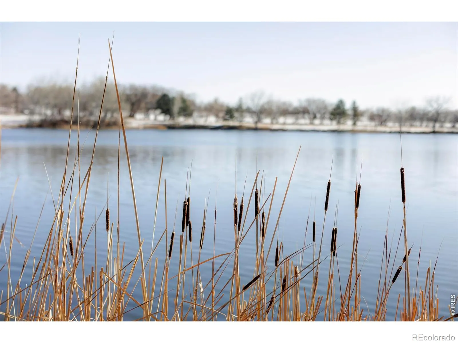 Rozena Drive Longmont CO 80503 | MLS #RECIR1055898 04082026203854 1600 19