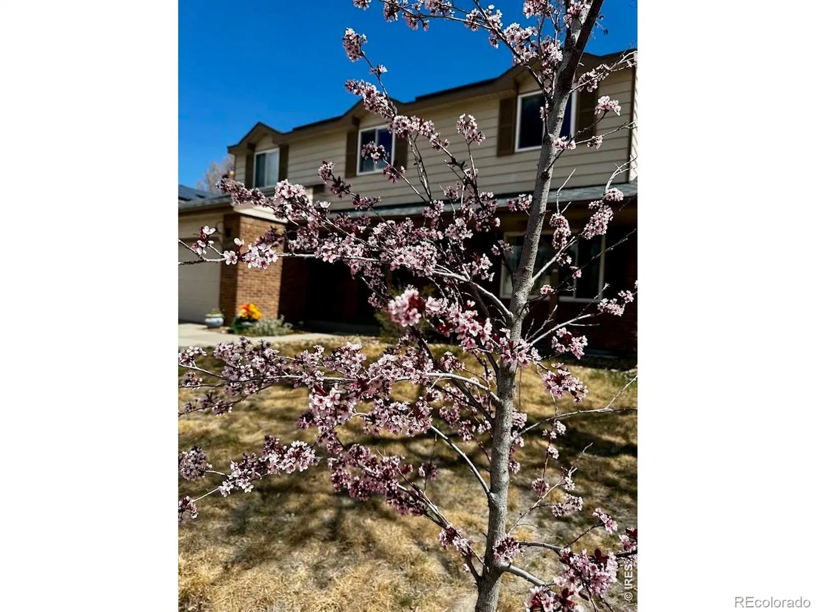 8330 Garland Drive Arvada CO 80005 MLS #RECIR1057196 04222026214057 1600 24